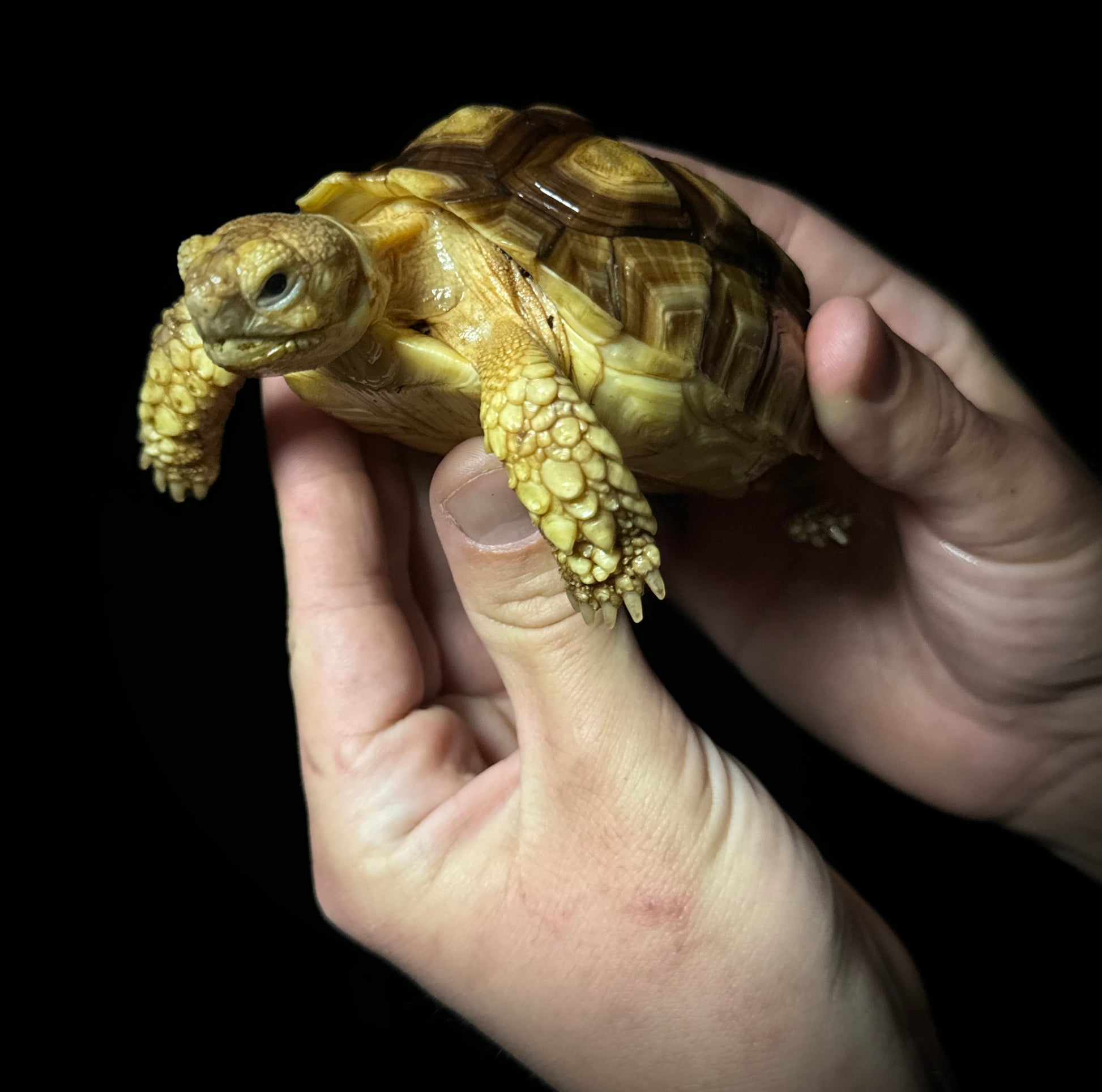 Captive Bred 4” Sulcata Tortoise
