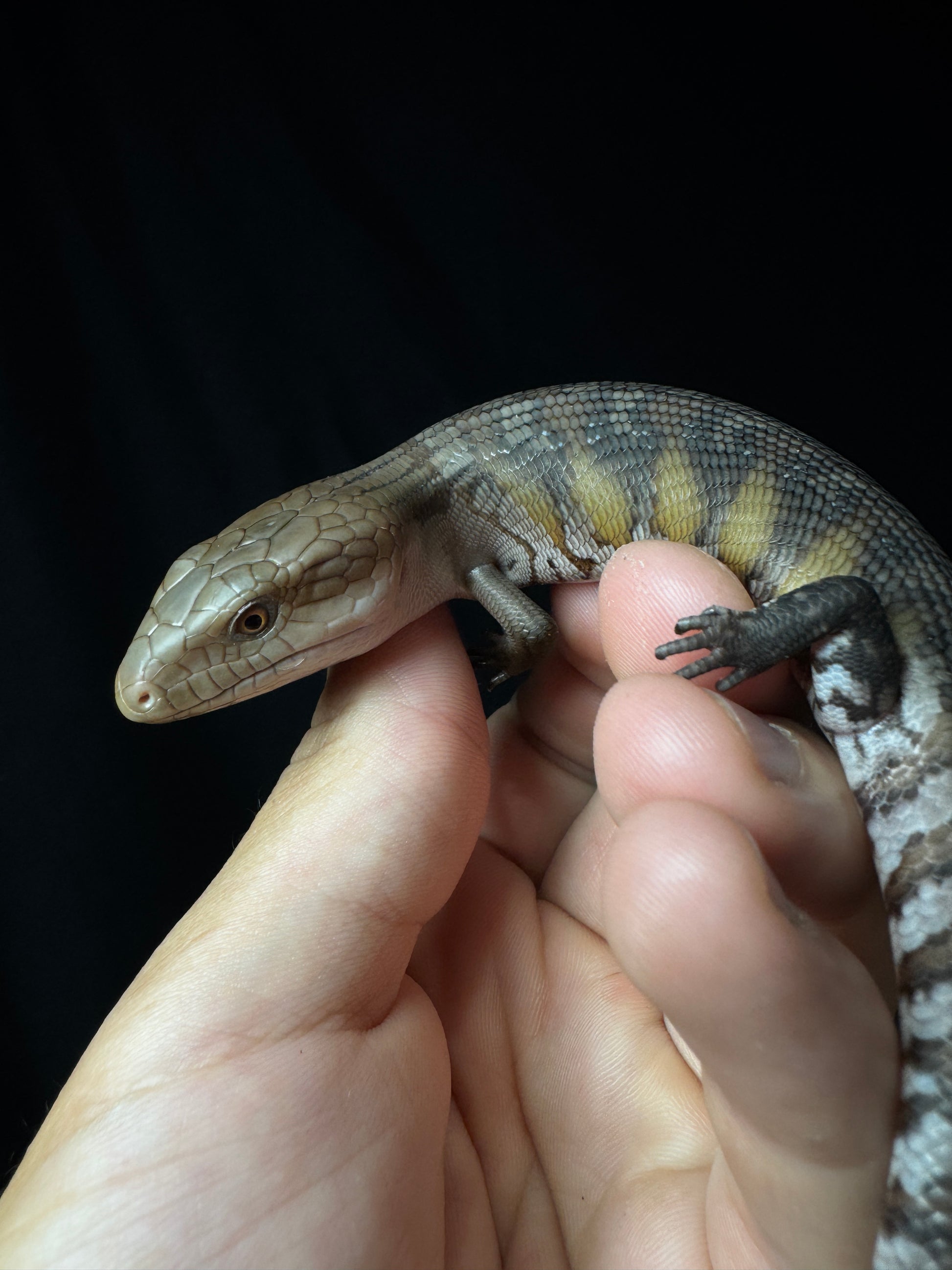 #4 USACB Northern Blue Tongue Skink
