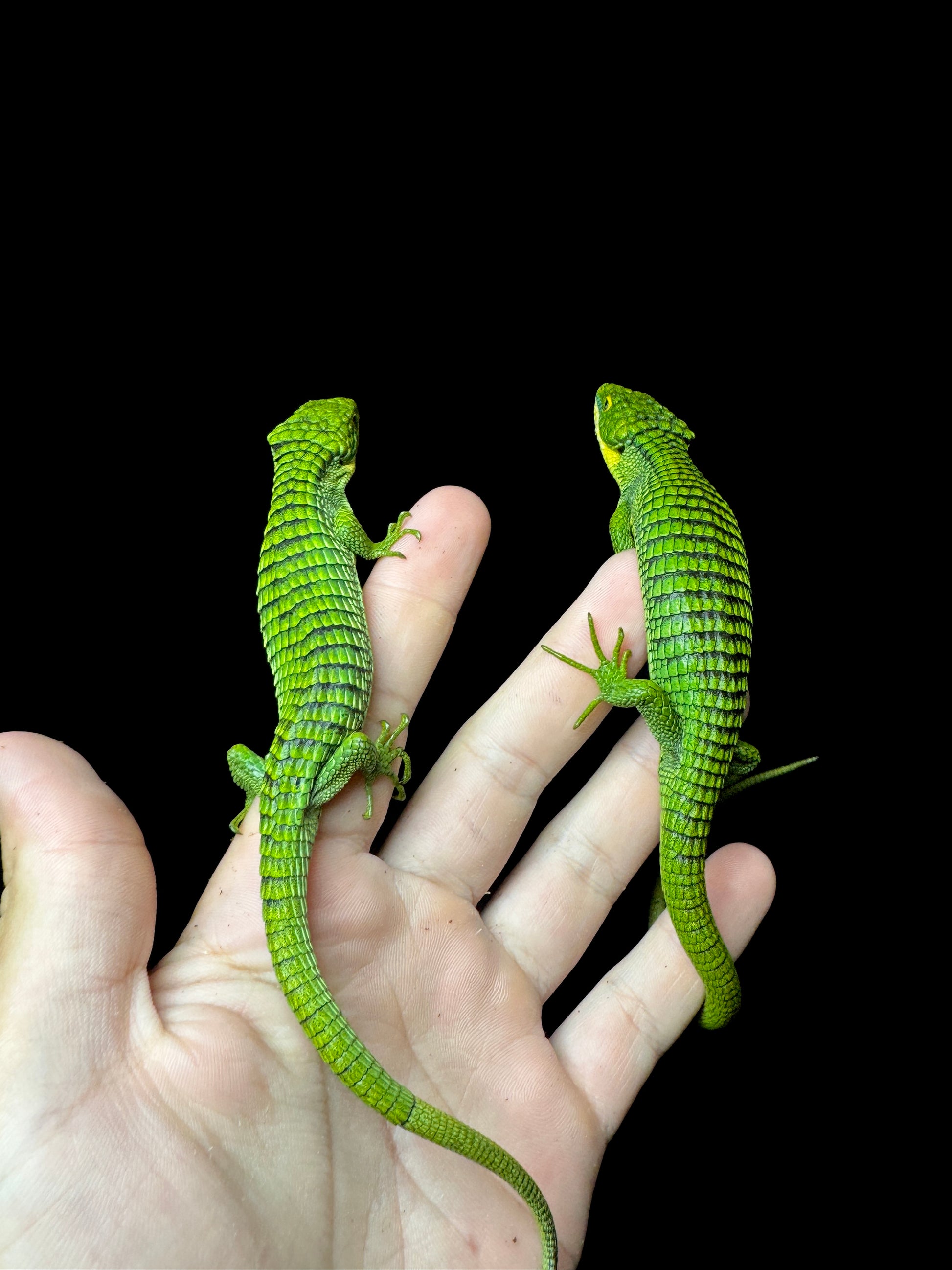 Stunning Mexican Alligator Lizard Pair (Abronia graminea)