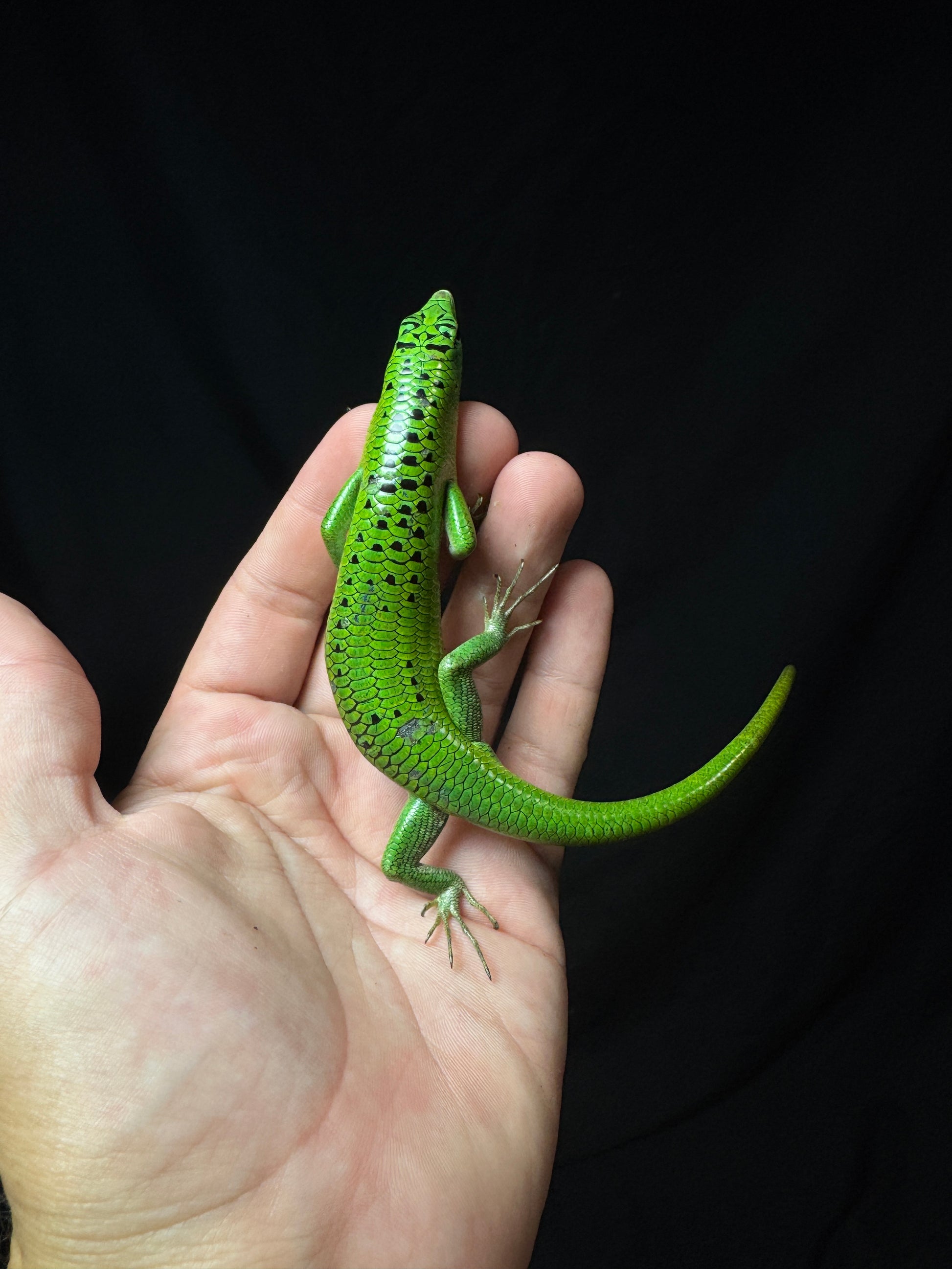 #3 Female Black Spotted Emerald Tree Skink