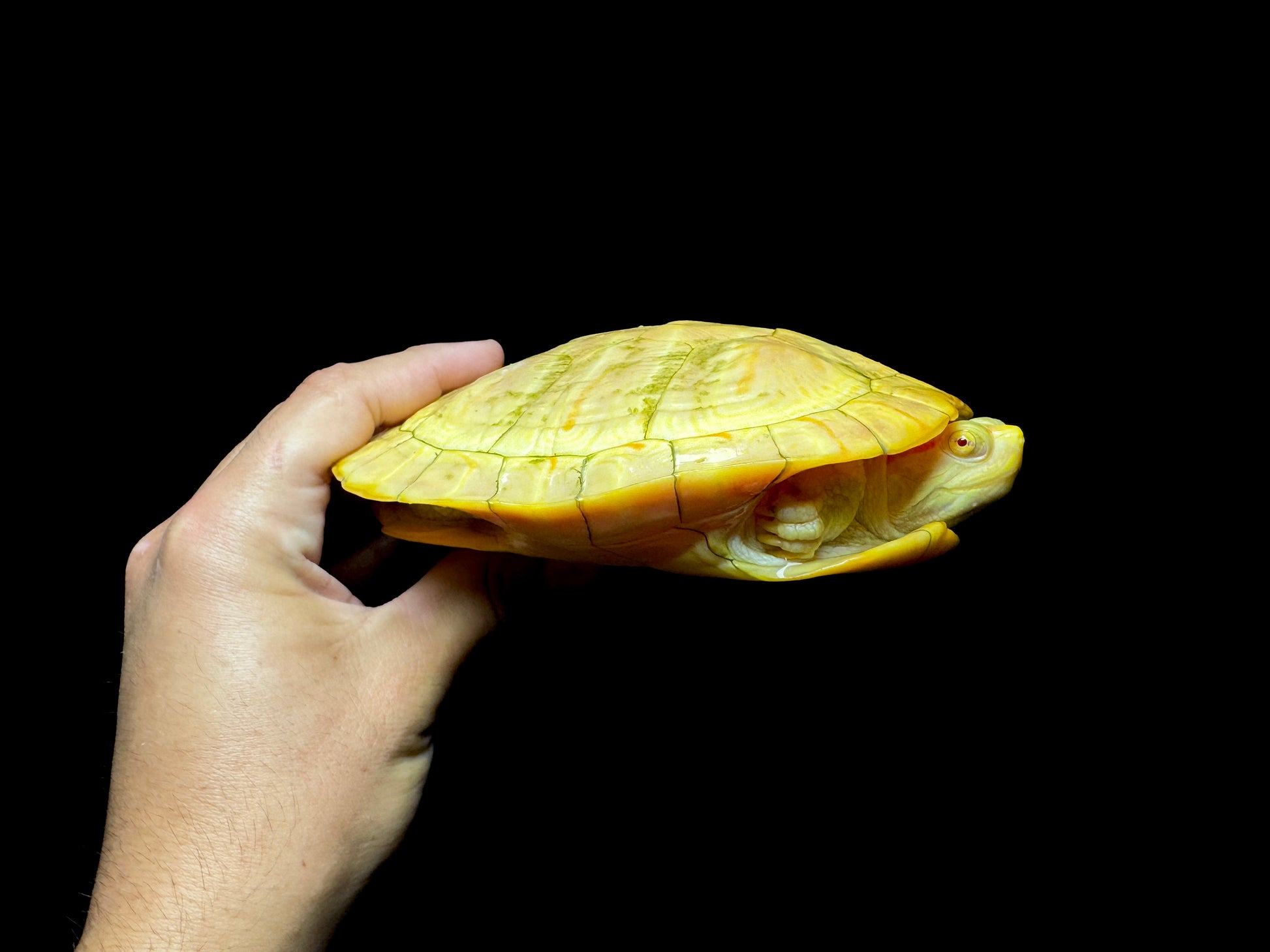 Albino Red-Eared Slider