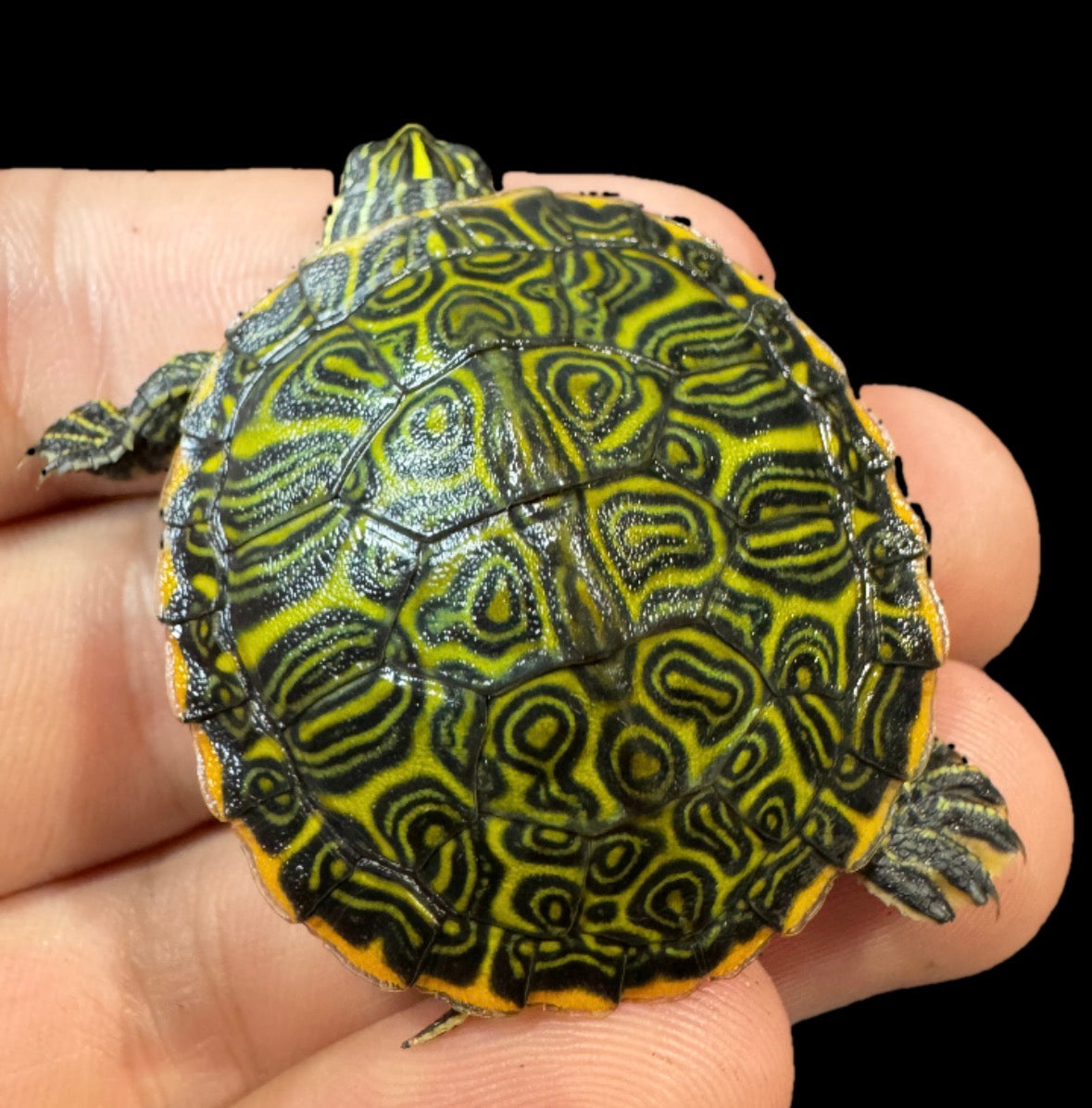 Northern Red Belly