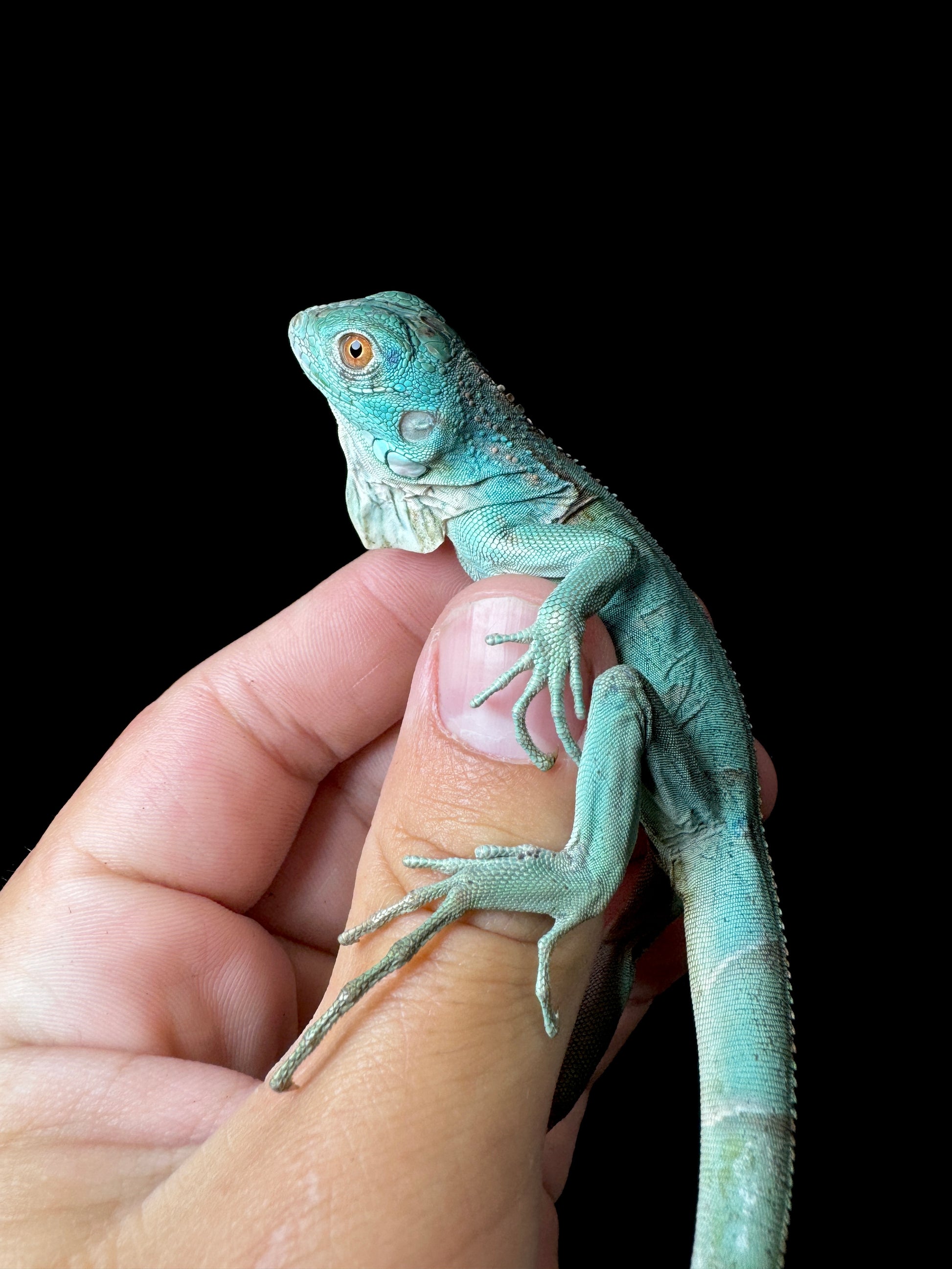 Blue Iguana Baby!