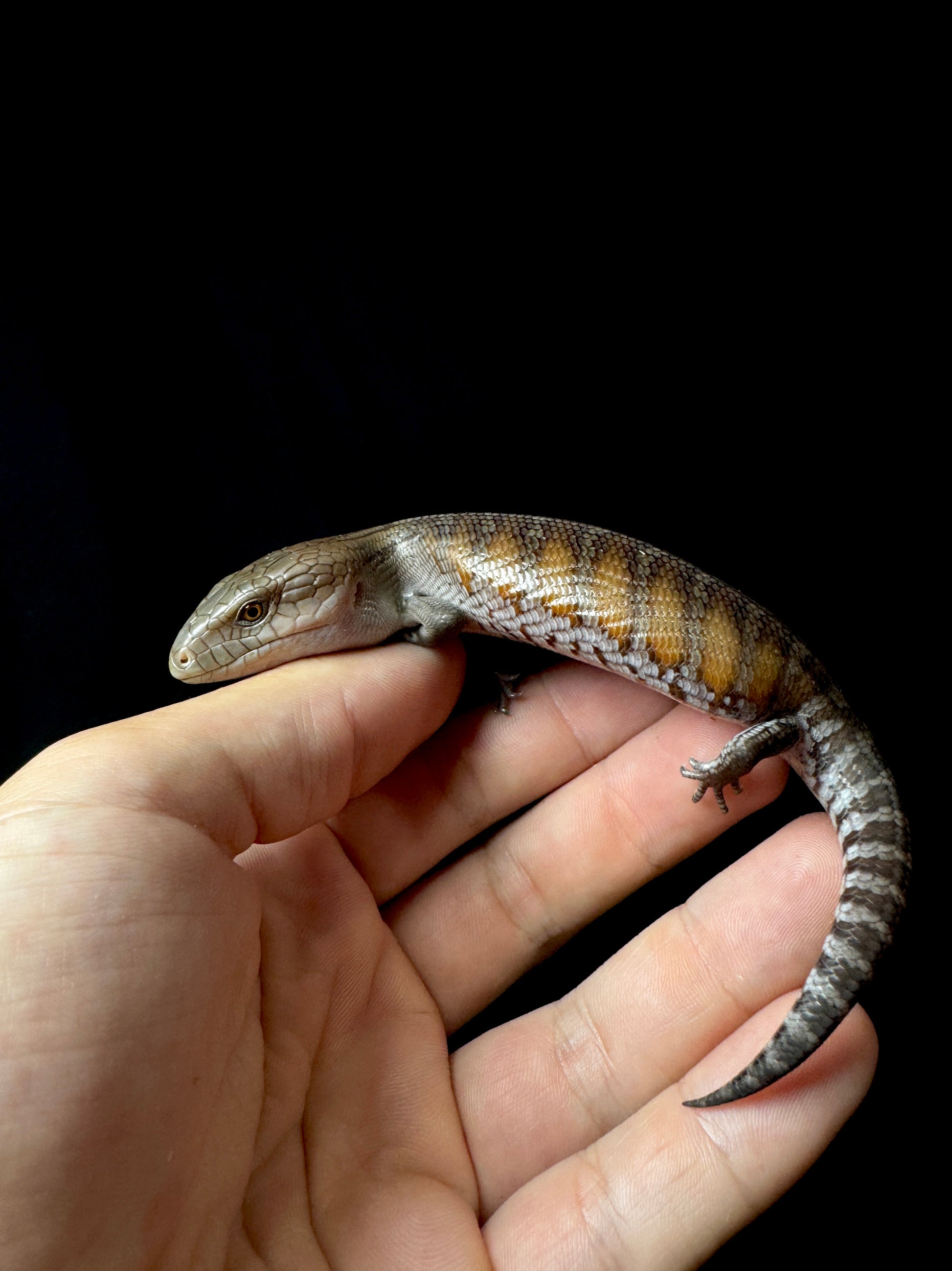 #6 USACB Northern Blue Tongue Skink