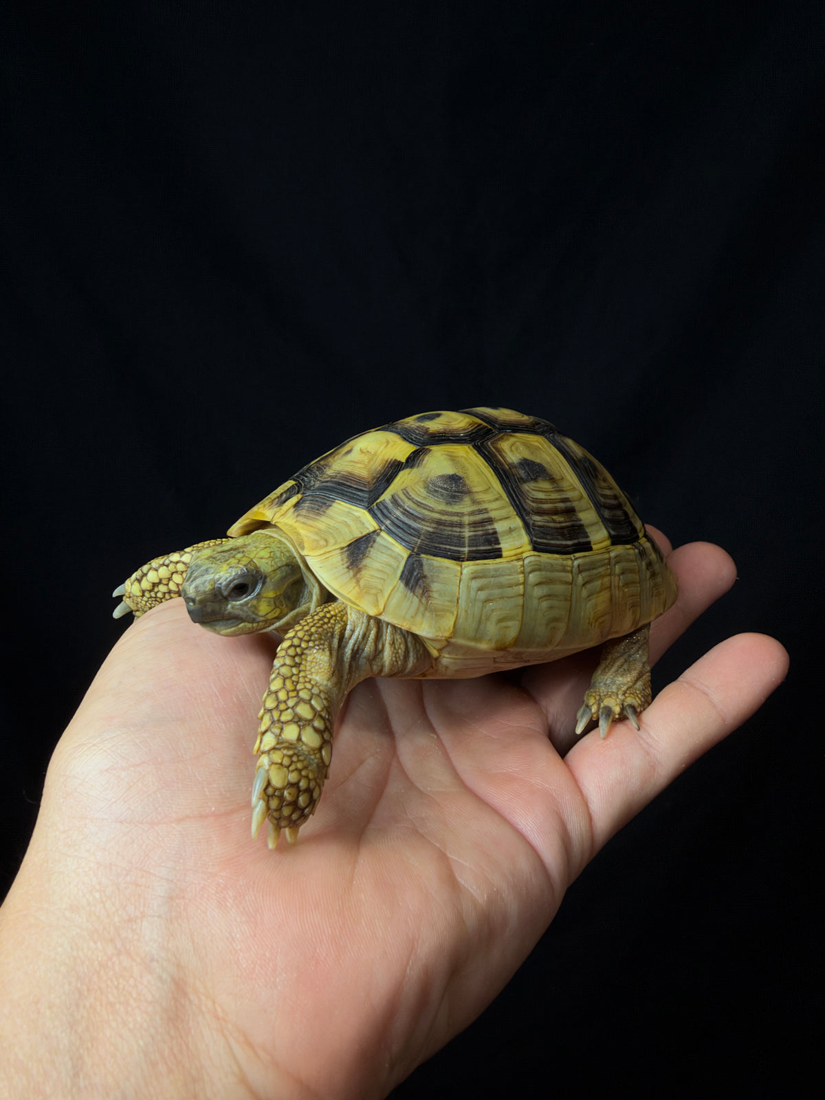 #13 Female Hermann’s Tortoise