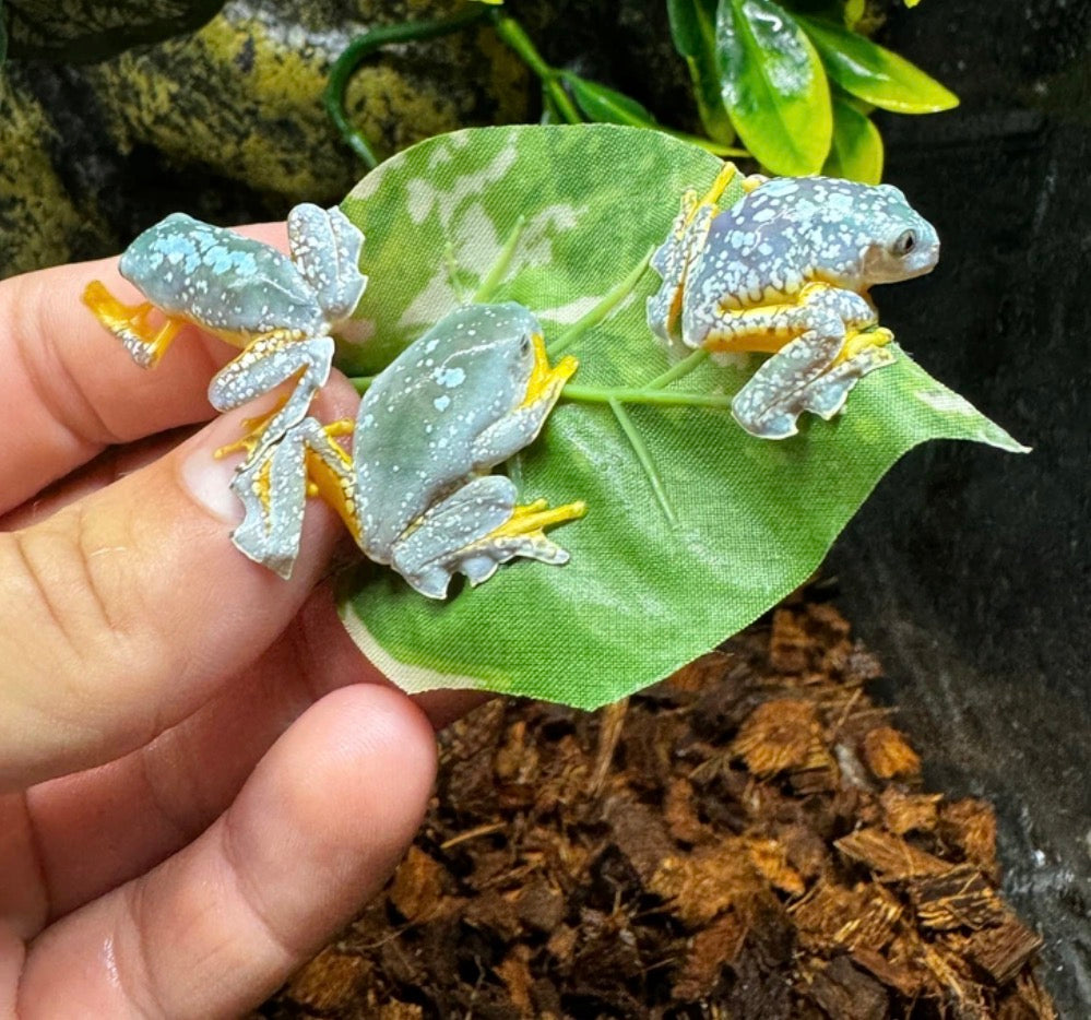 Fringe Frog!