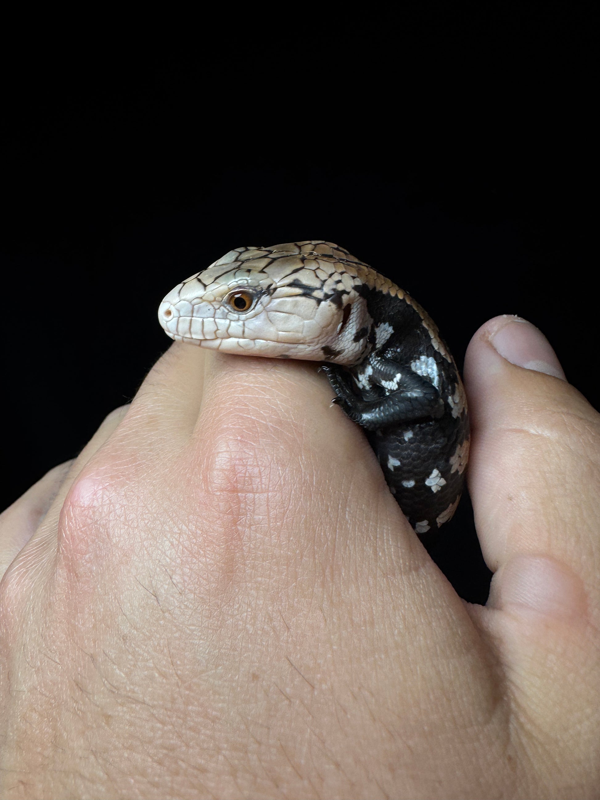 #1 Blue Tongue Skink