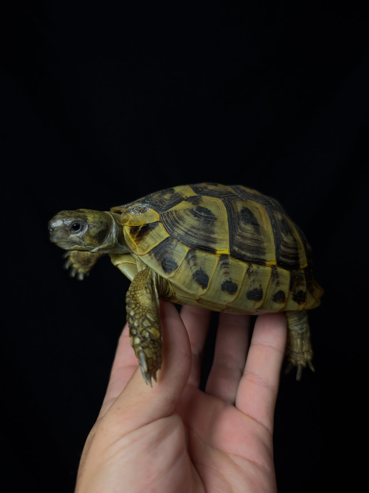 #8 Female Hermann’s Tortoise