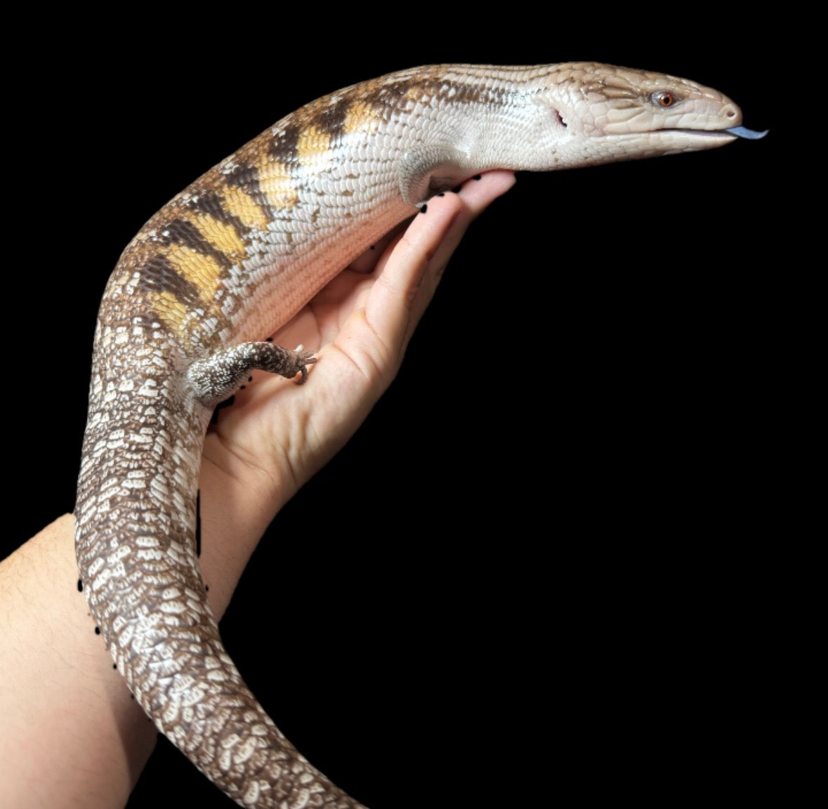 USA CB Adult Northern Blue Tongue #1