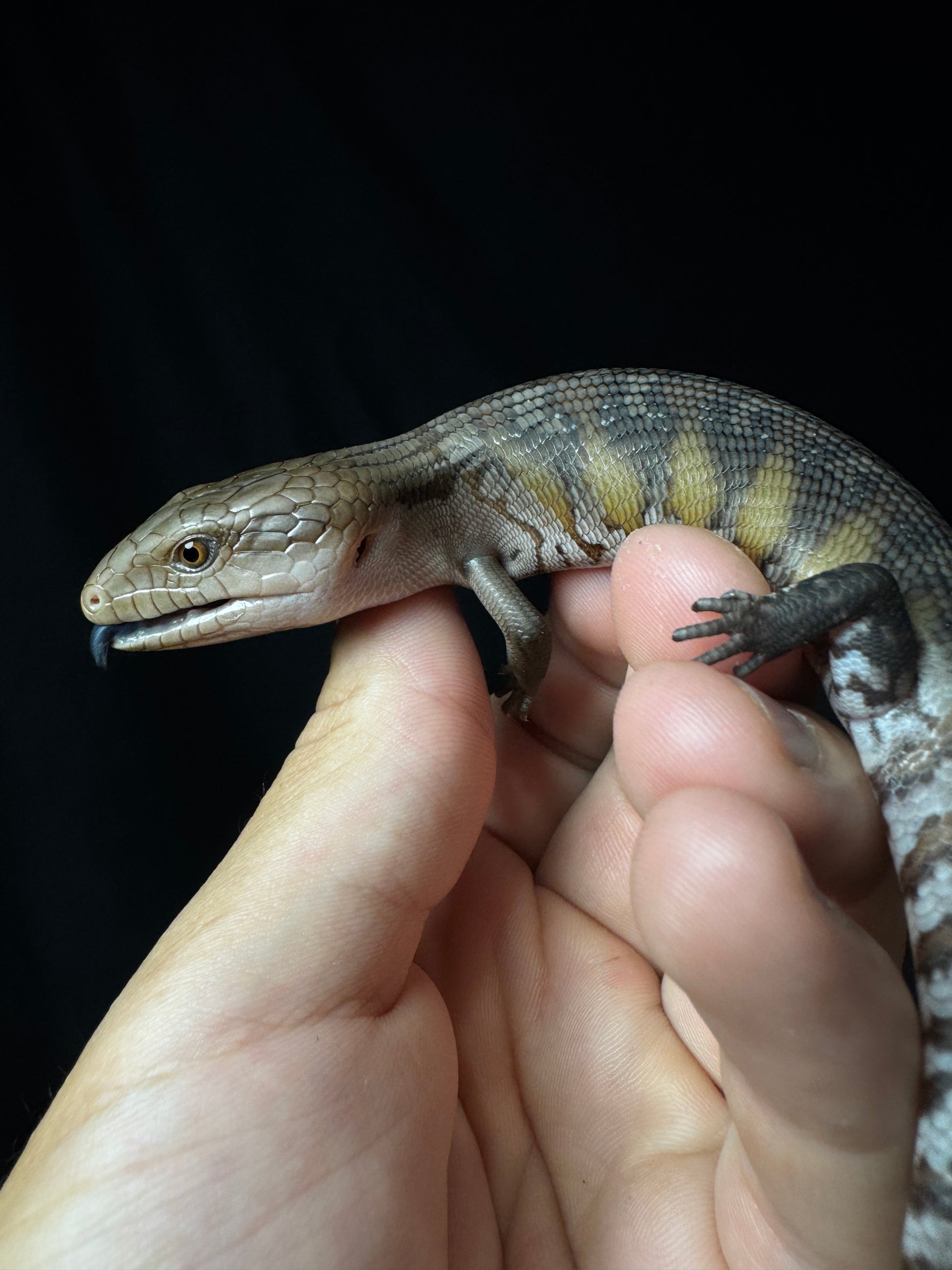 #4 USACB Northern Blue Tongue Skink