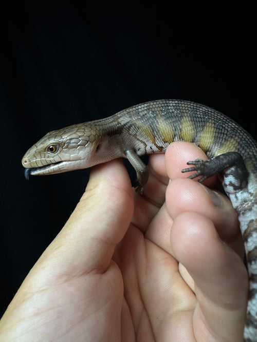#4 USACB Northern Blue Tongue Skink