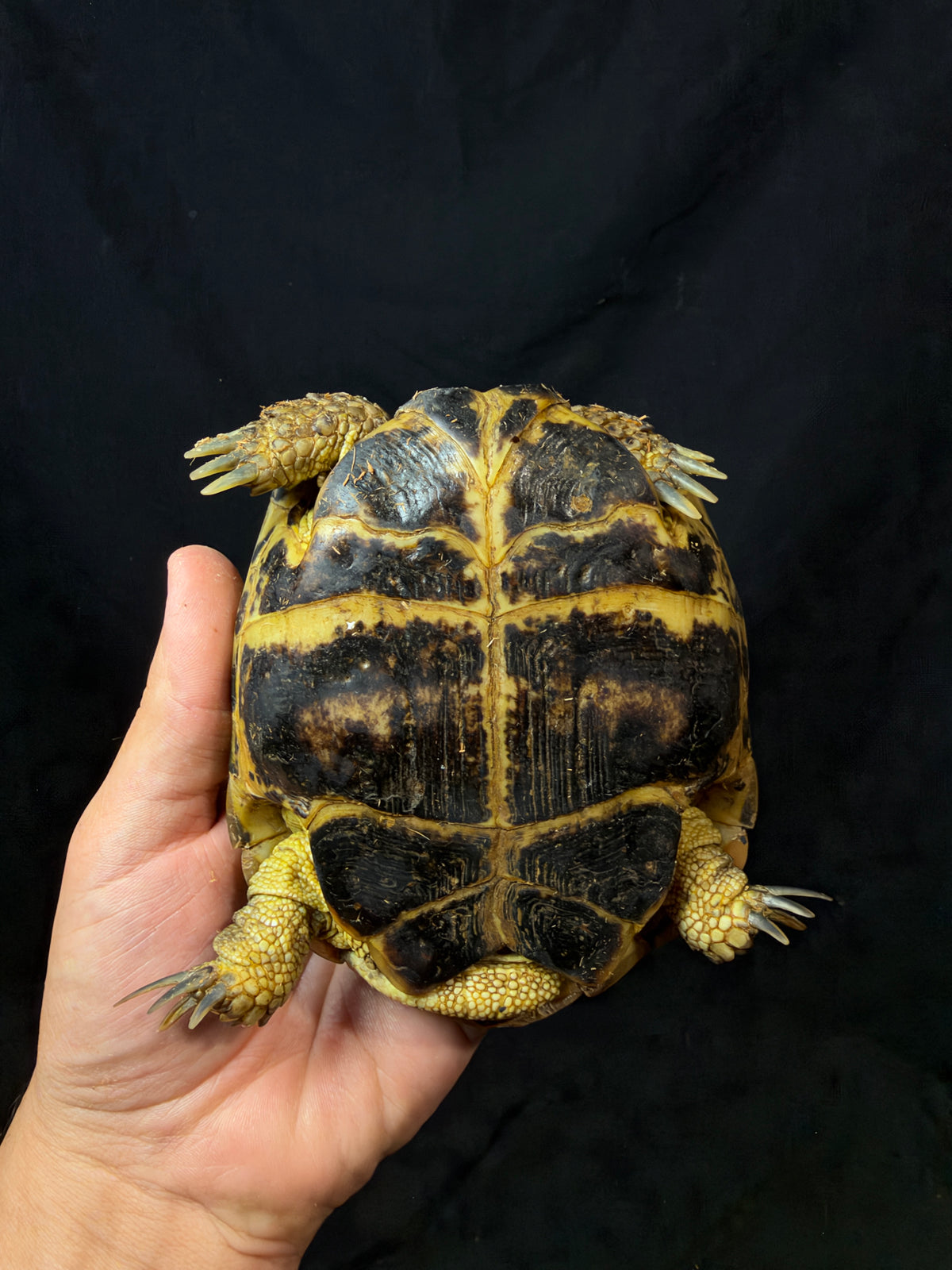 #6 Russian Tortoise Male