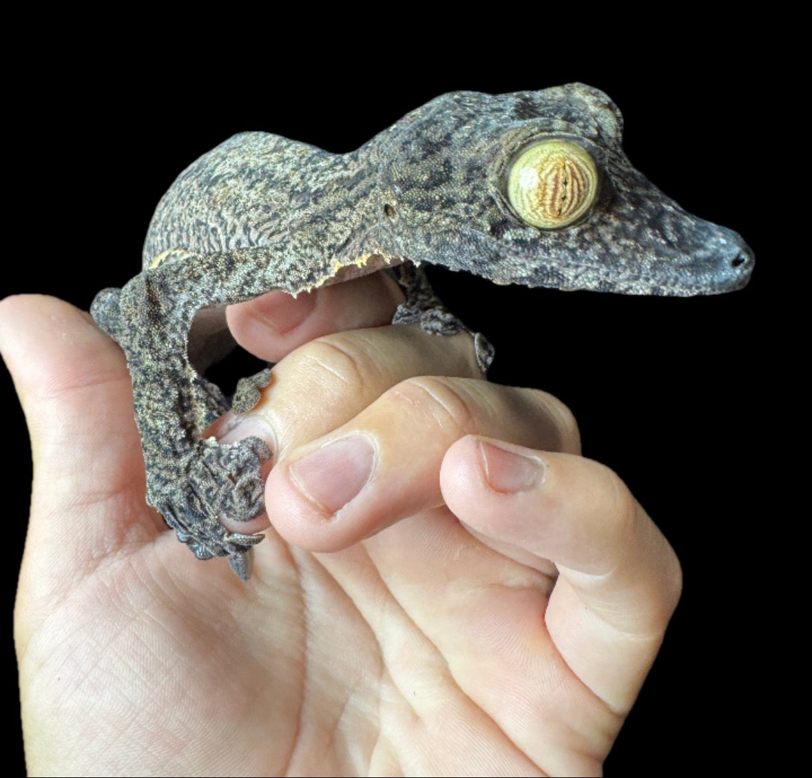 GIANT Fimbriatus Leaf Tail Gecko!