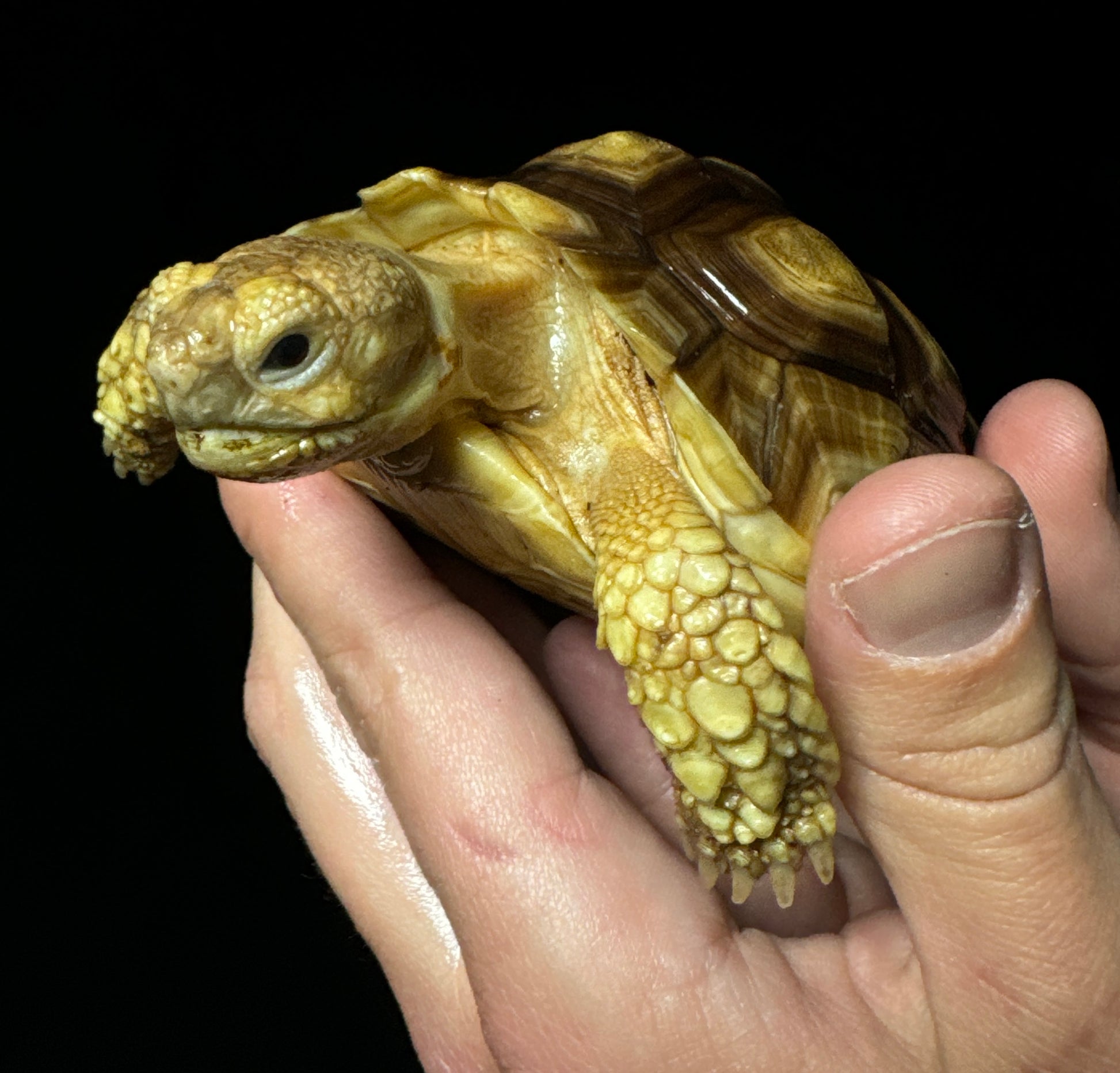 Captive Bred 4” Sulcata Tortoise
