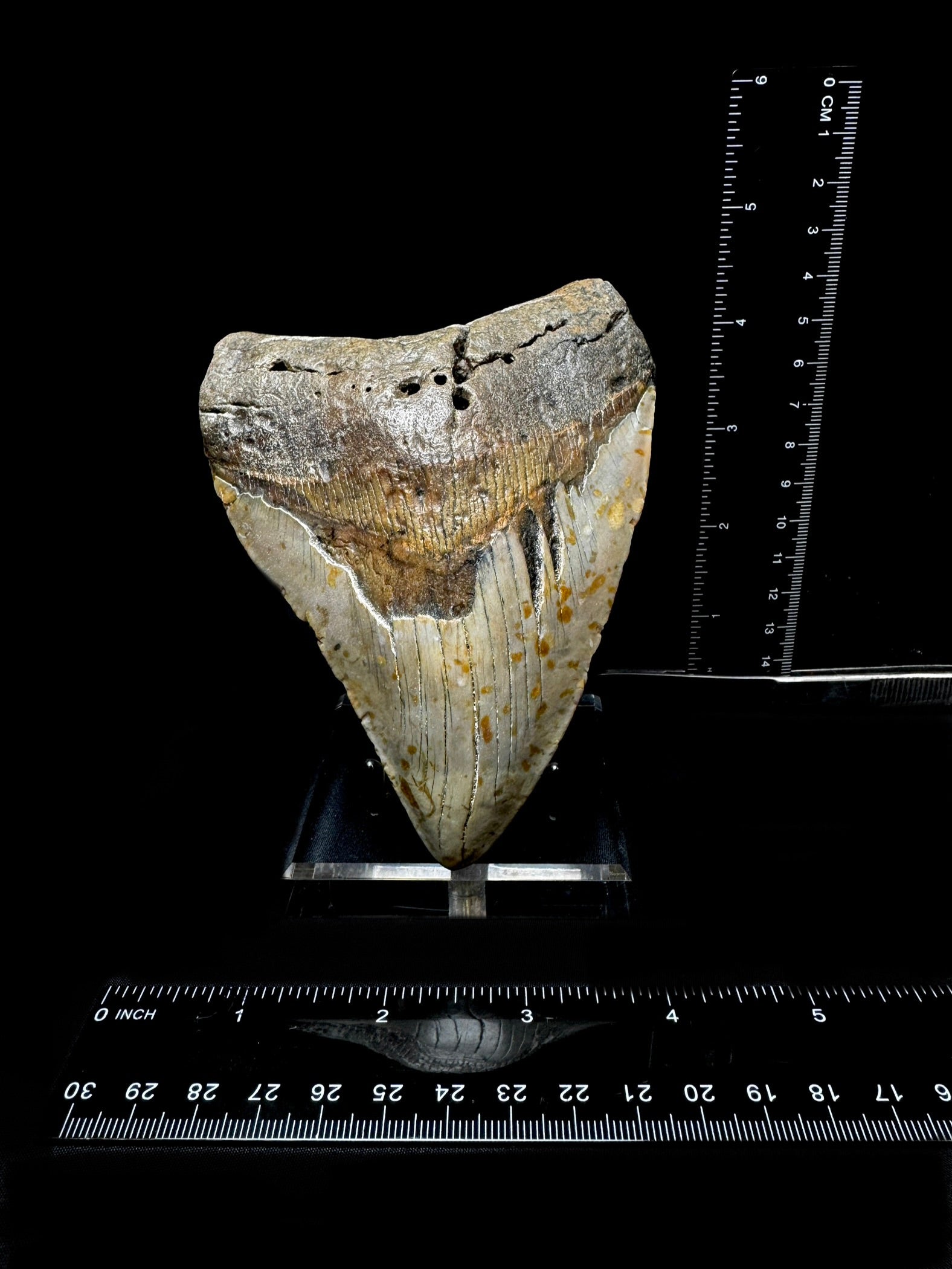 #2 5” Meg Tooth
