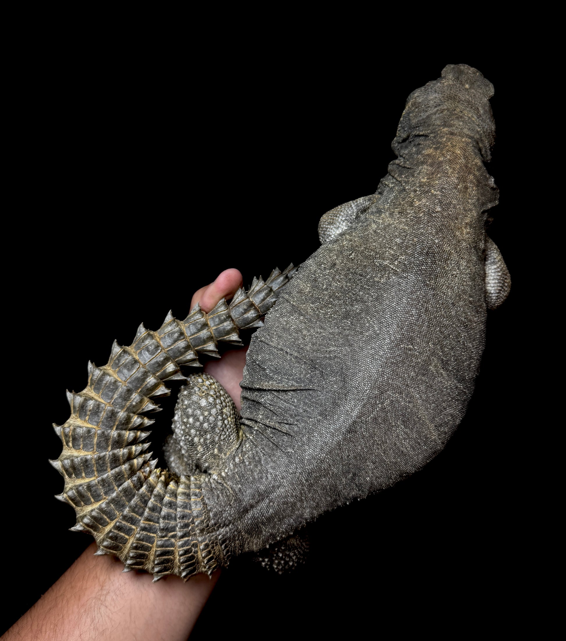 LTC GIANT Egyptian Uromastyx