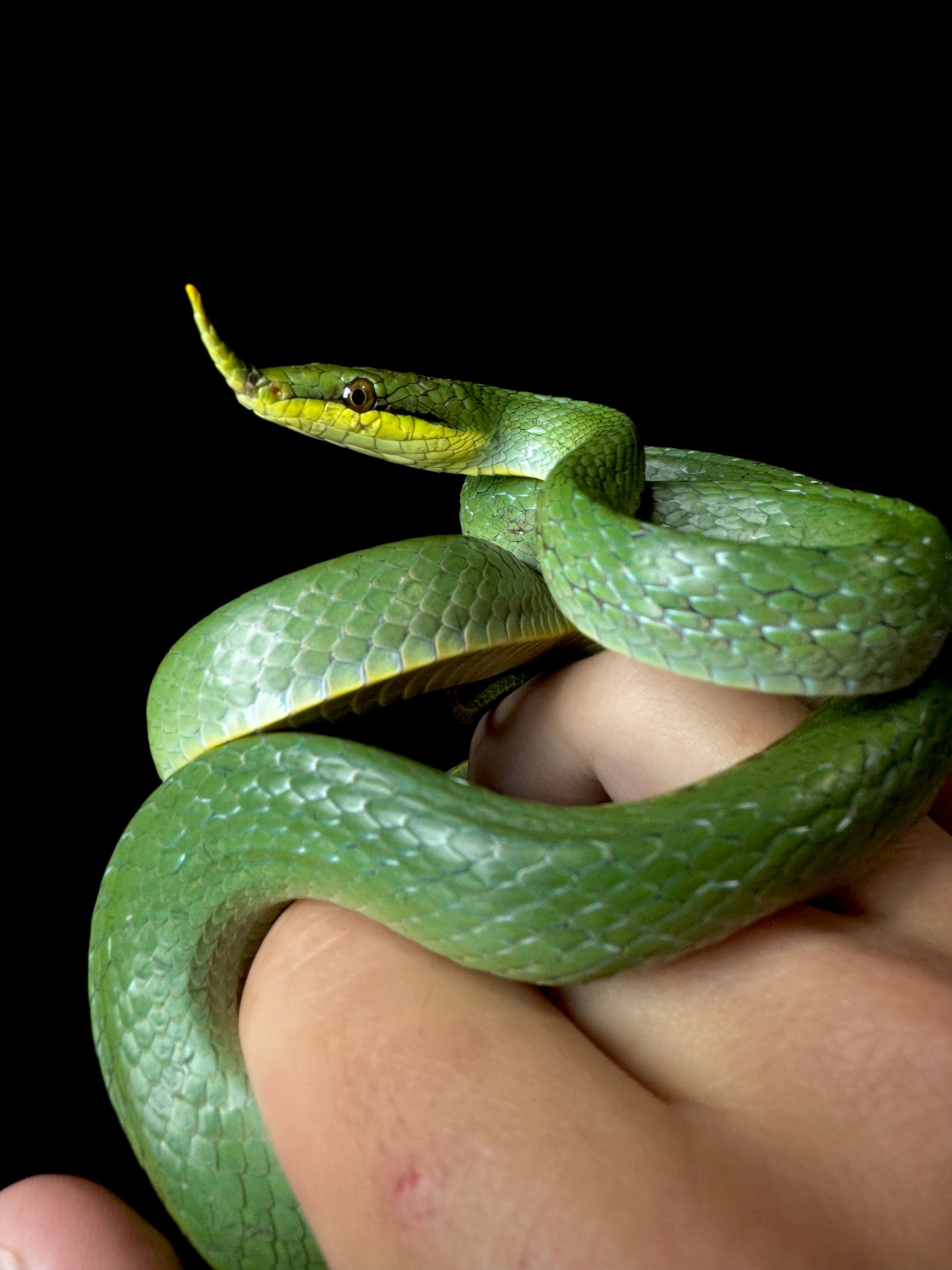 Rhino Rat Snake #1 Female