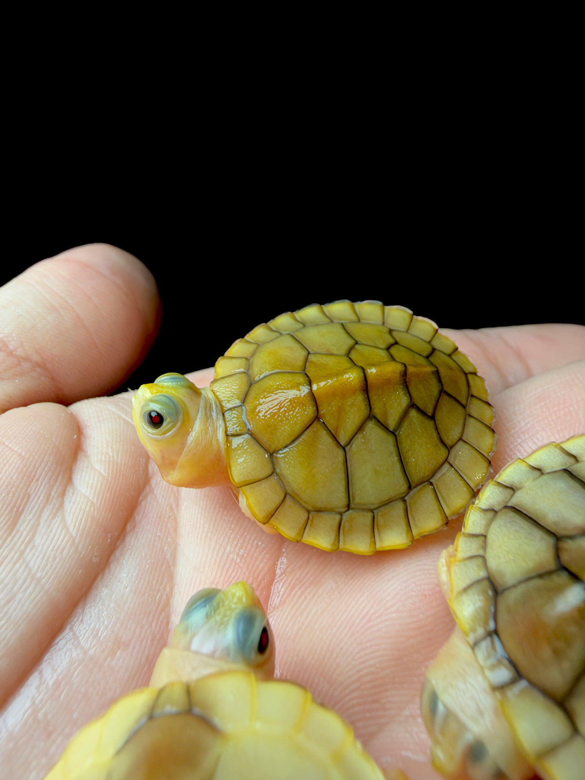 Pink Caramel Red Eared Slider