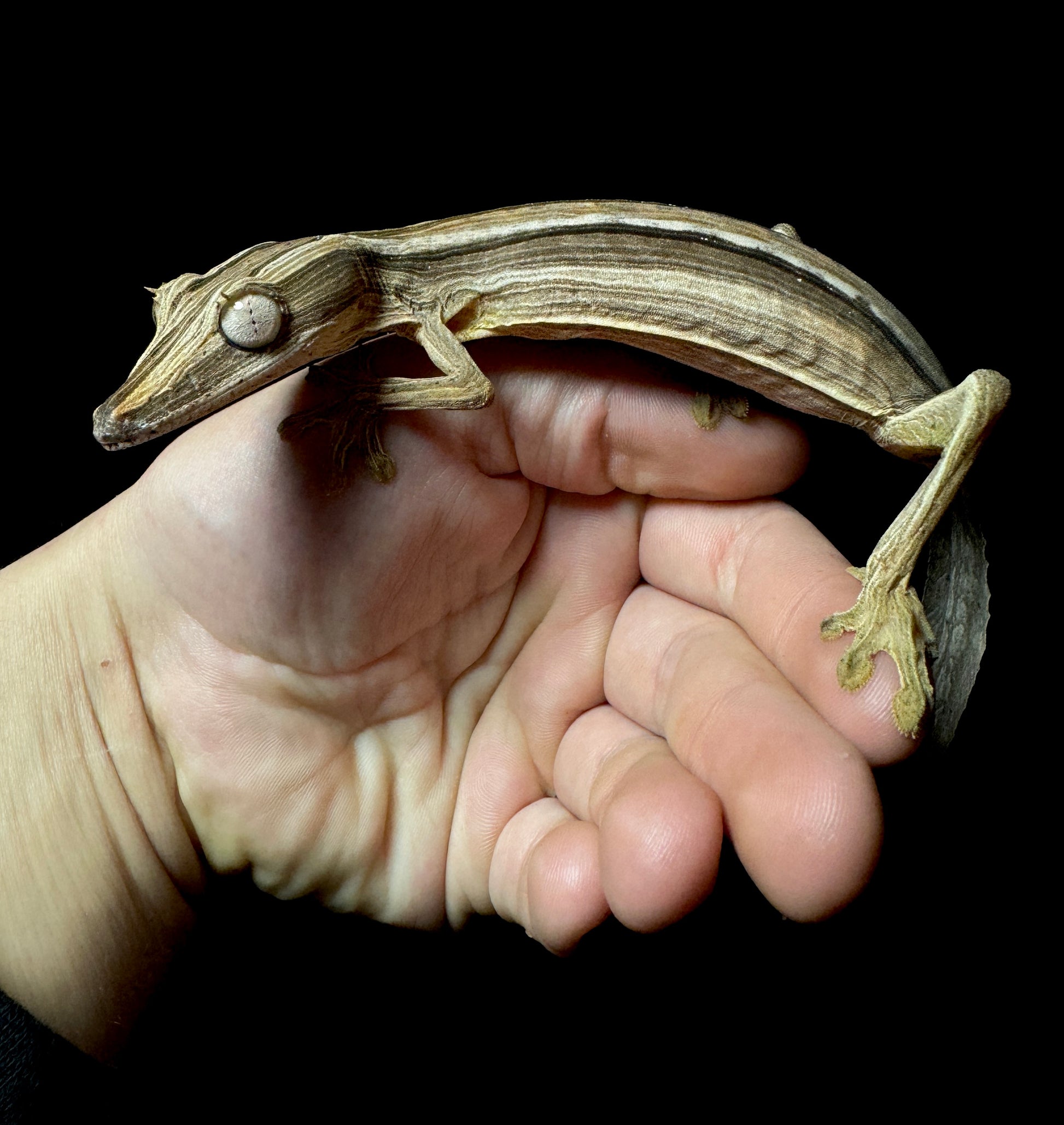 Lined Leaf Tailed Gecko Male