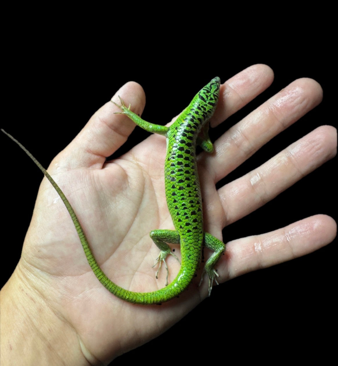 Black Spotted Emerald Tree Skink!