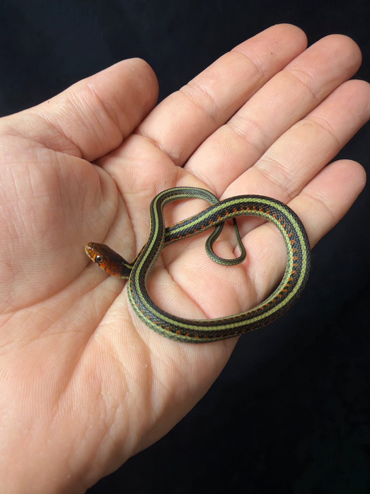 Cali Red Sided Garter Snake
