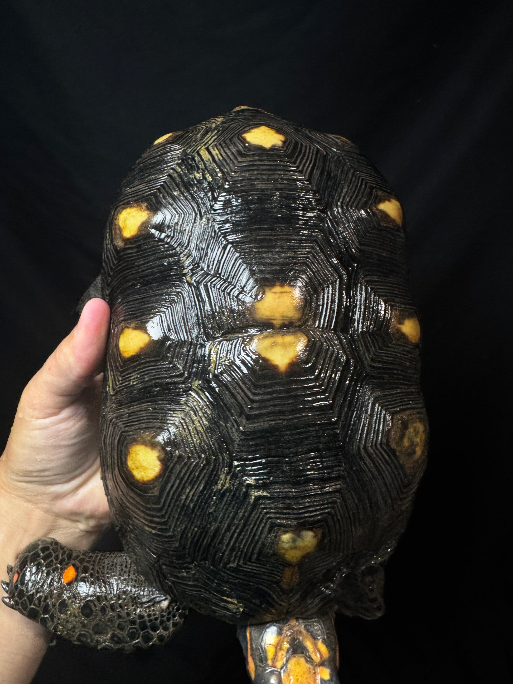 #51 B Grade Adult male Redfoot!