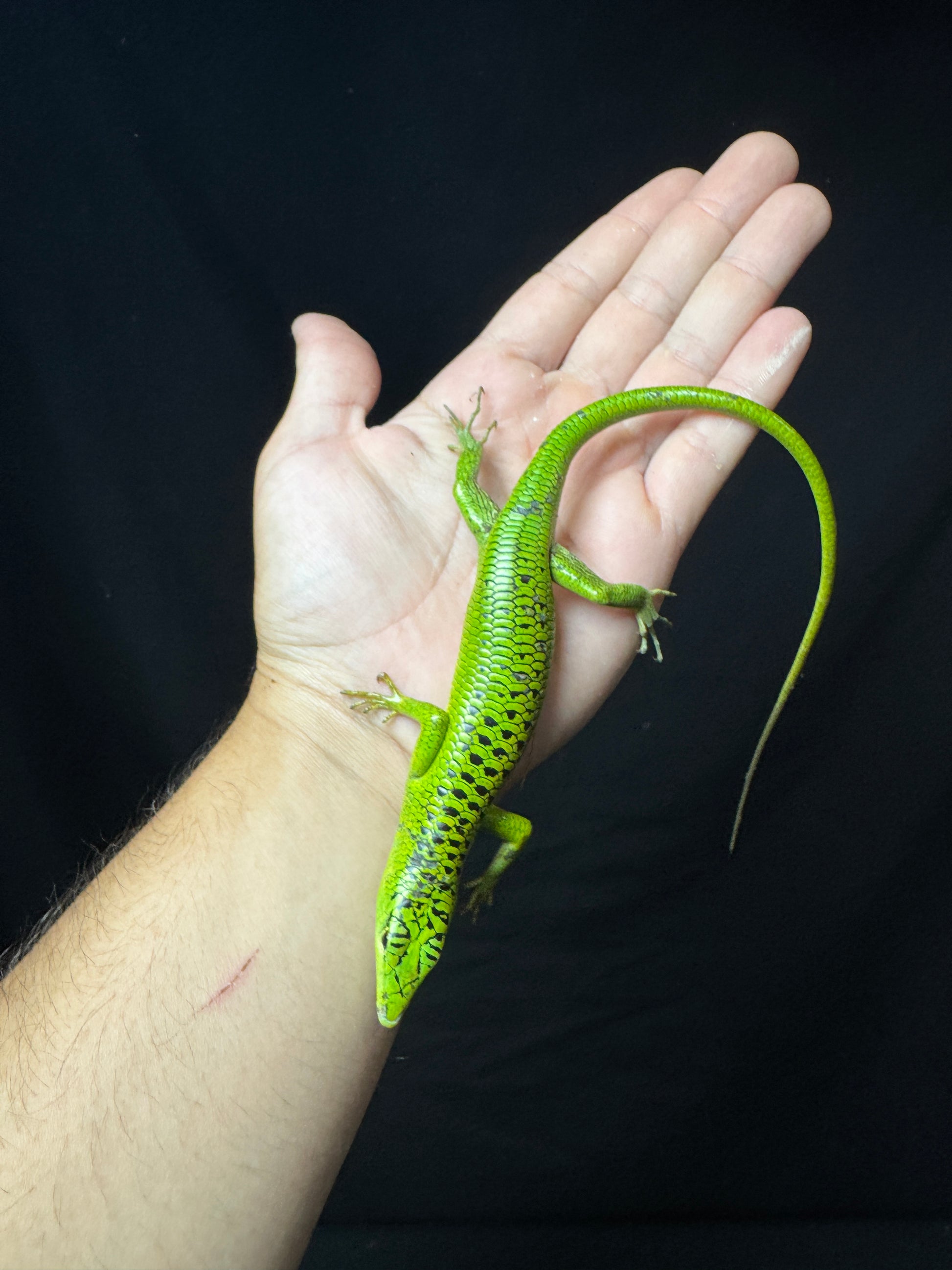 #11 XXL Male Baby Black Spotted Emerald Tree Skink