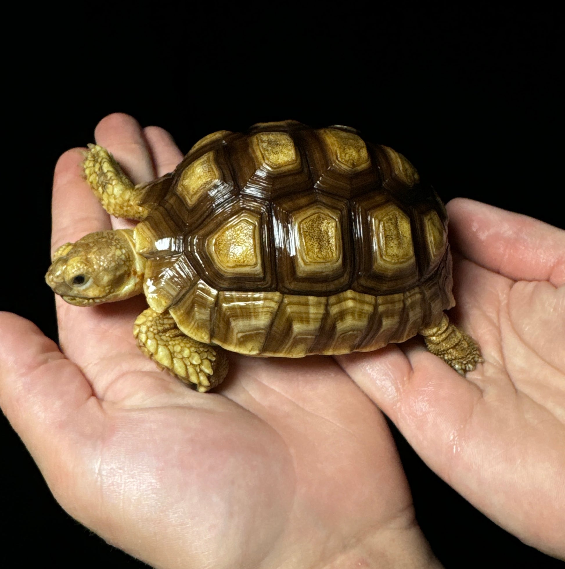 Captive Bred 4” Sulcata Tortoise