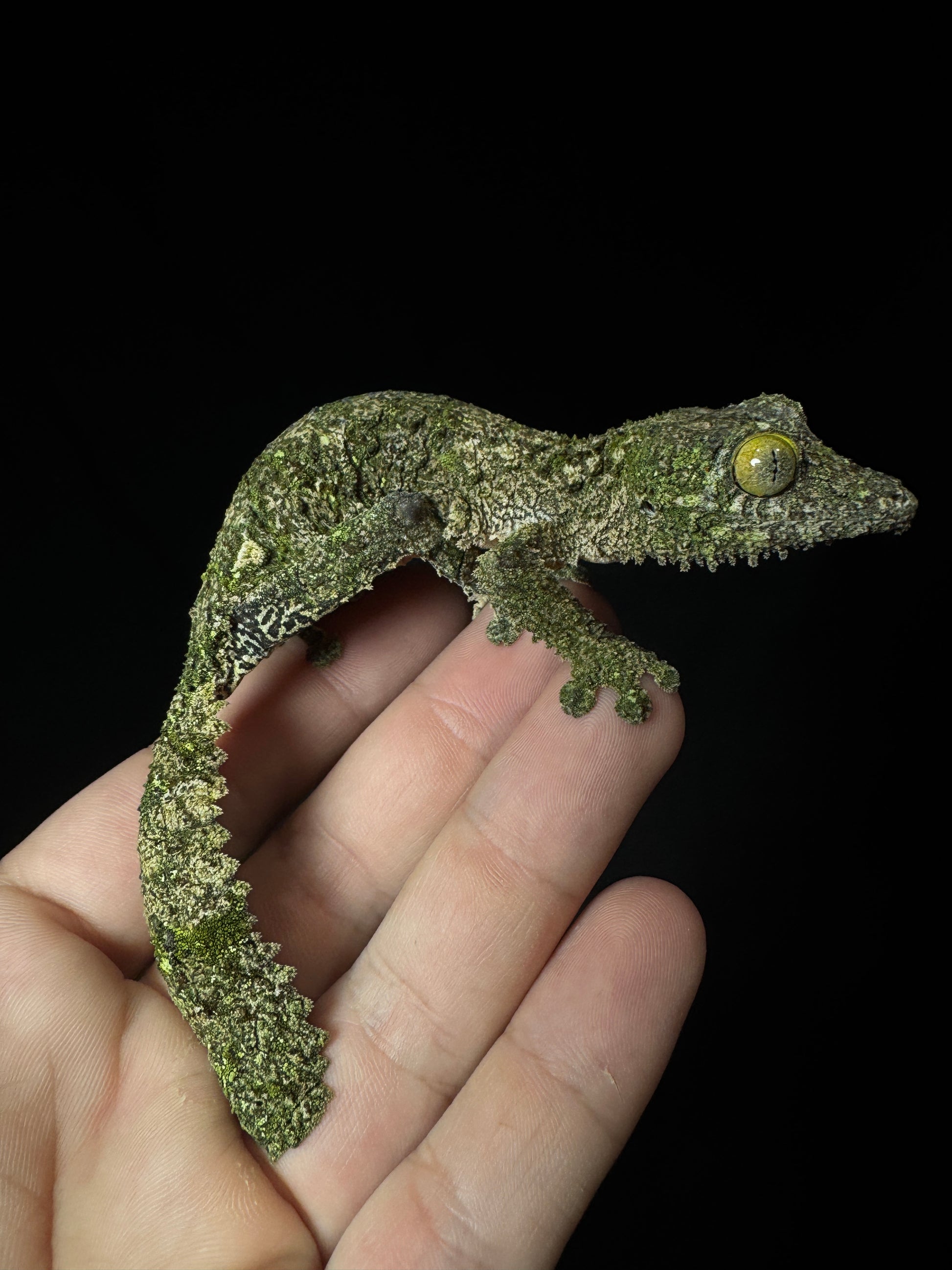 Sikorae Leaf Tail Gecko Female #1