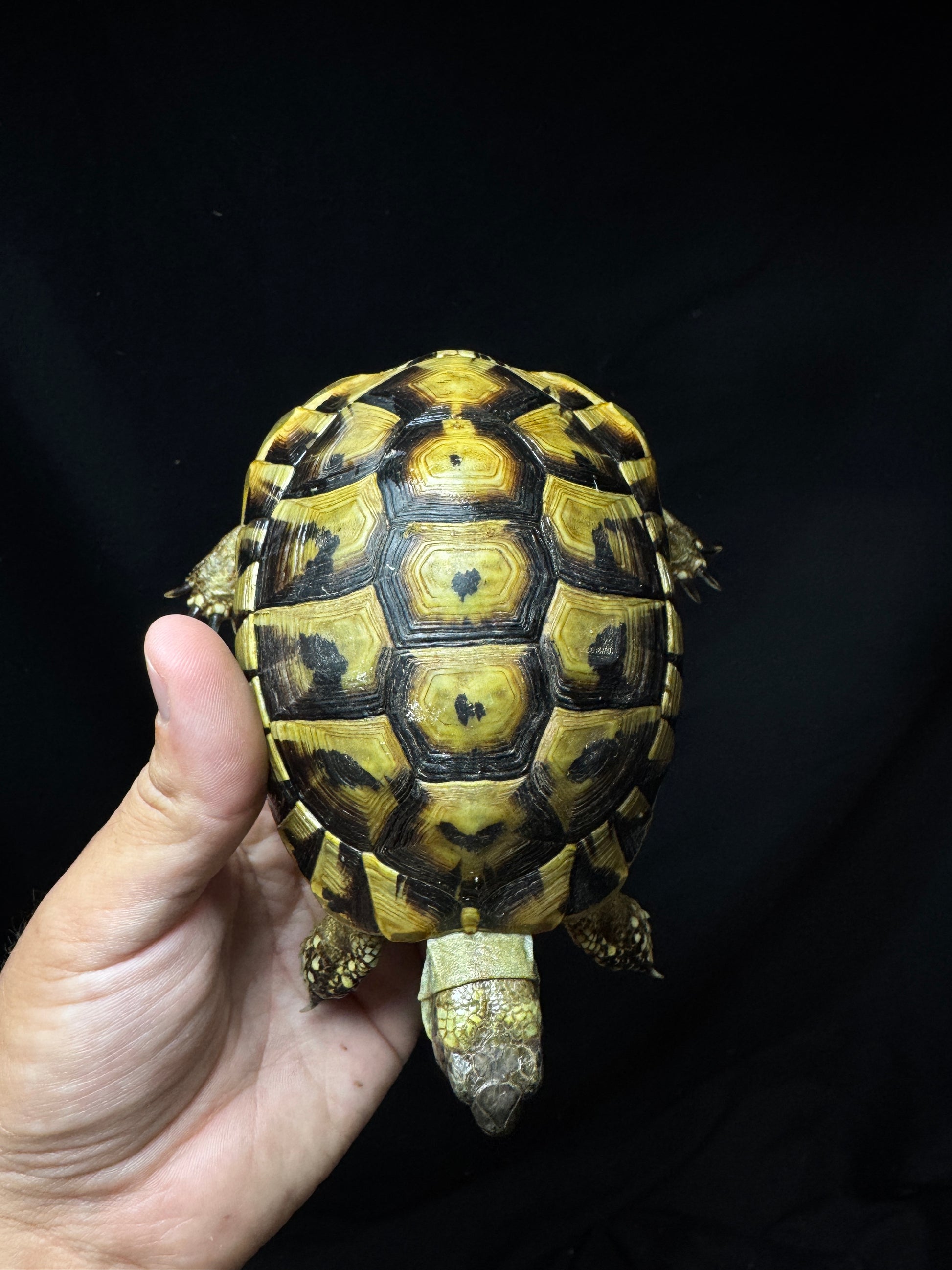#15 Male USACB Hermann’s Tortoise