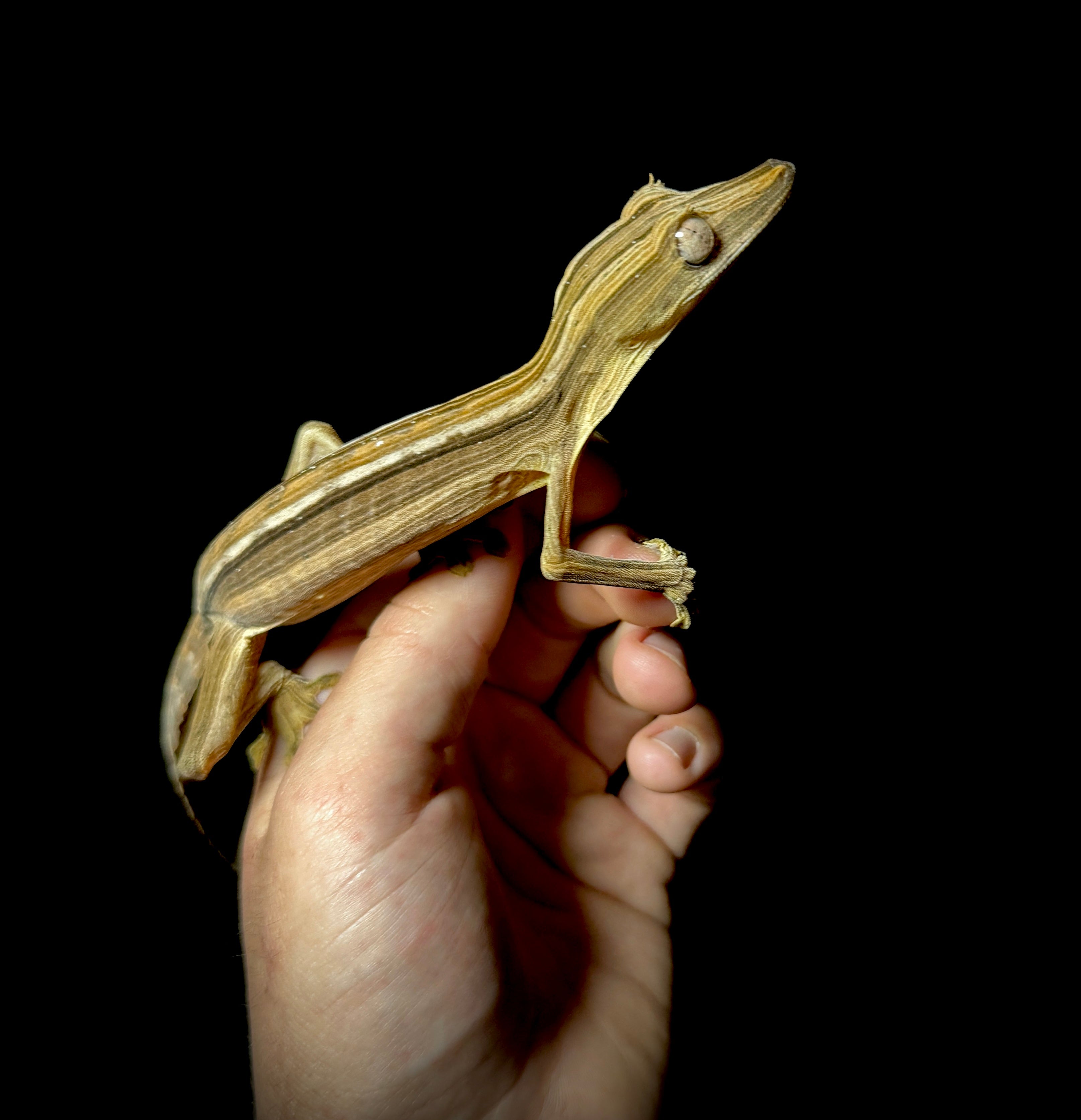 Lined Leaf Tailed Gecko Male – AquaTerra Exotic Pets