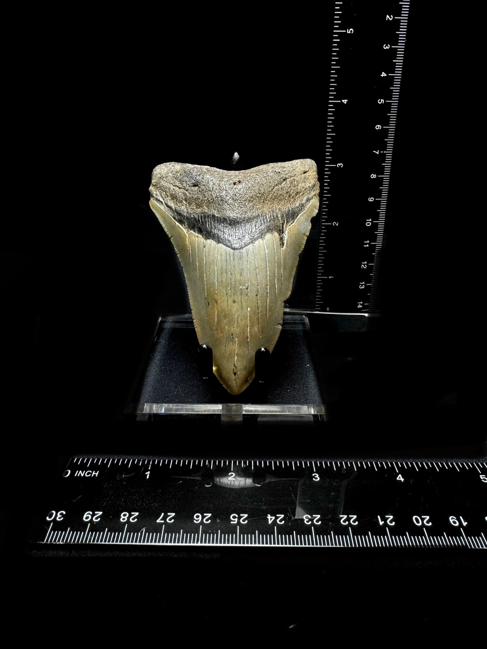 #11 3.75” Meg Tooth