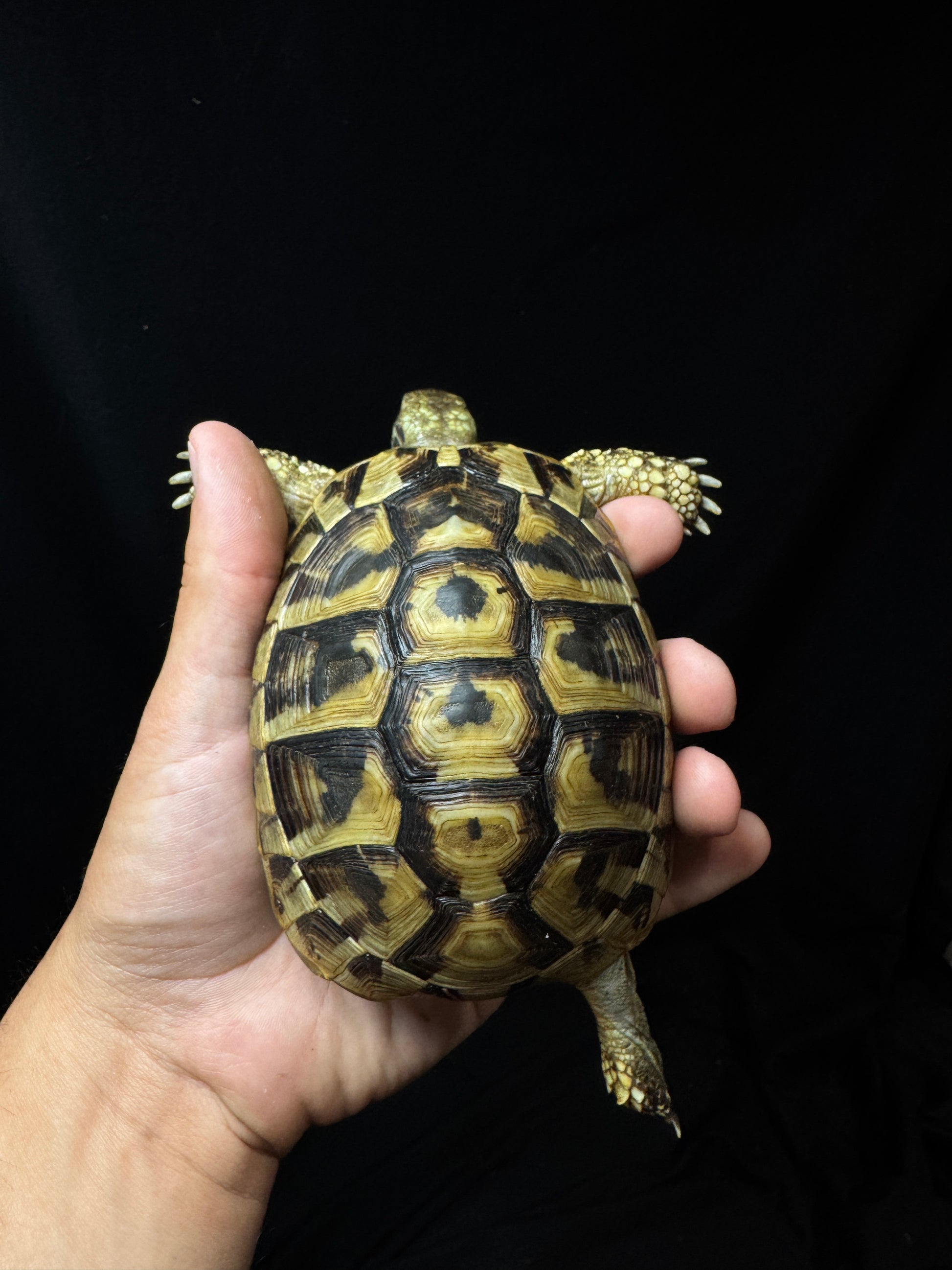 #18 Female USACB Hermann’s Tortoise