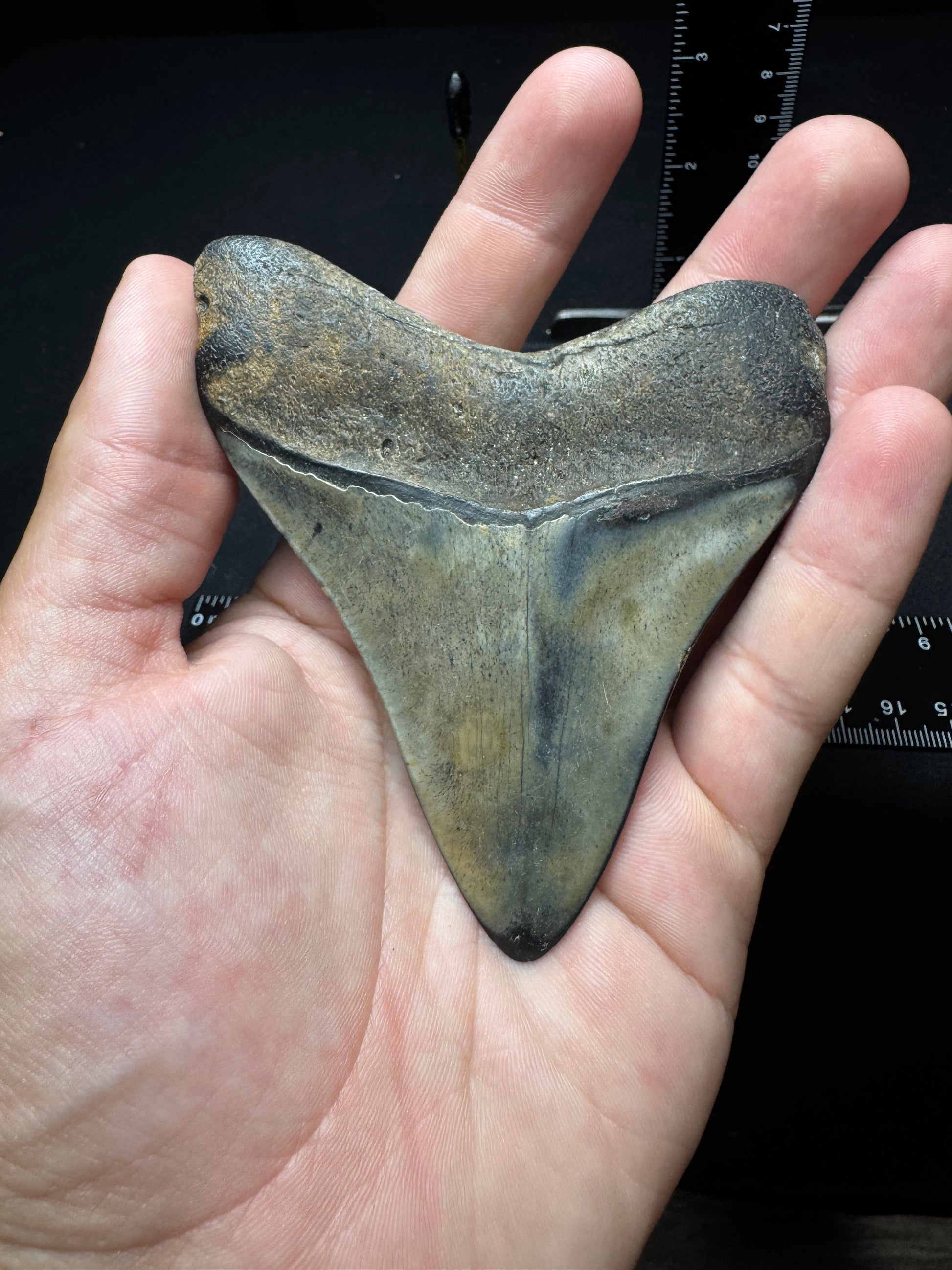 #10 3.75” Meg Tooth