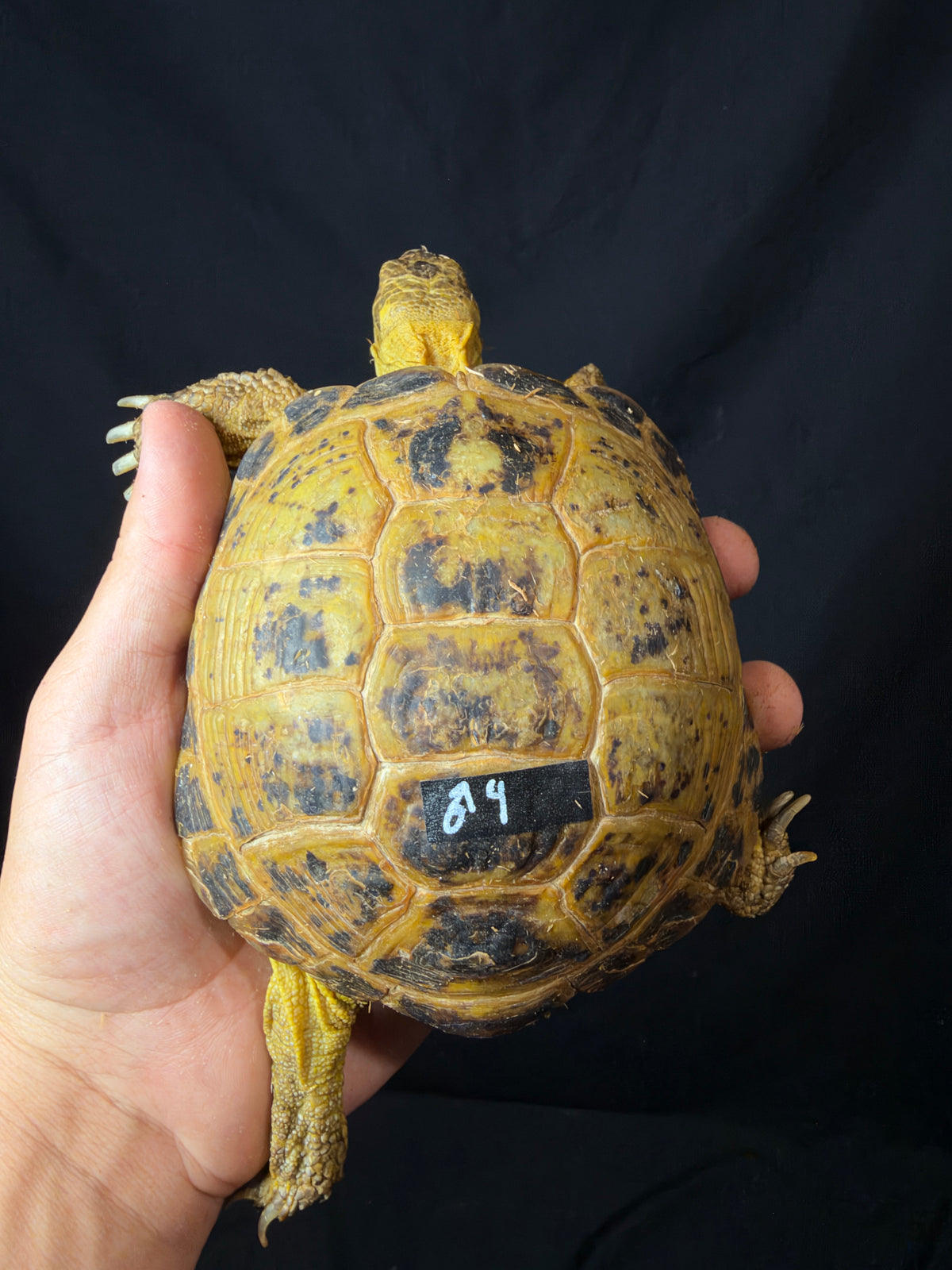 #4 Russian Tortoise Male