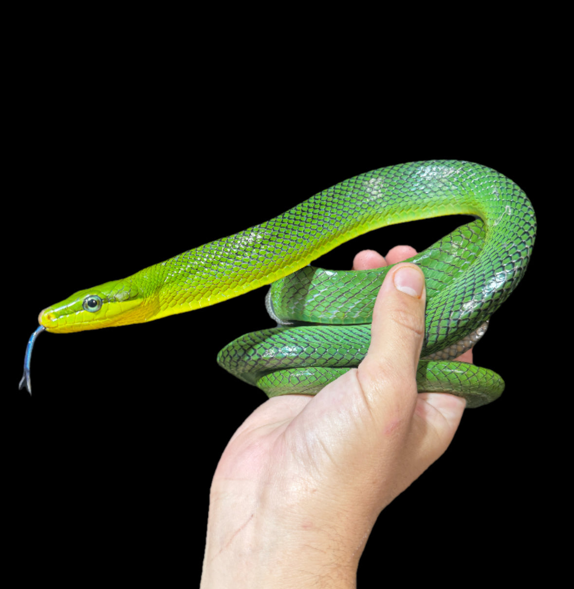 Red Tail Rat Snake