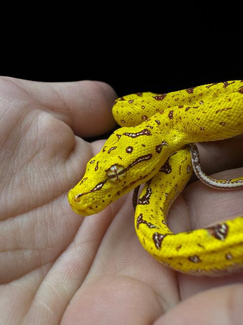 #1 CB Green Tree Python