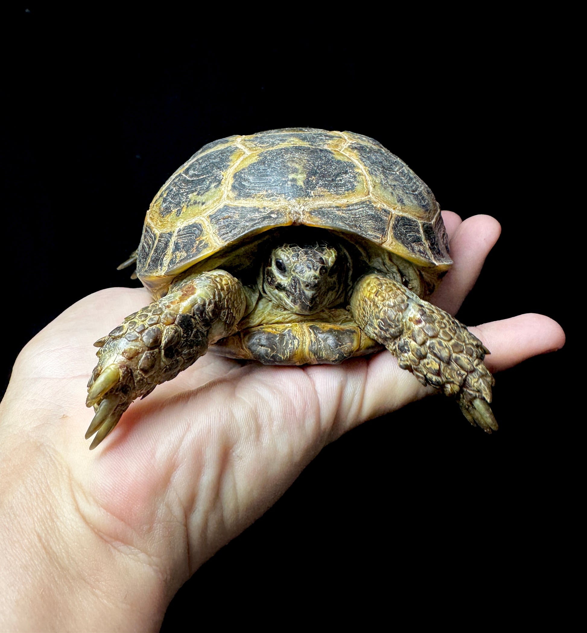 Female Russian Tortoise #21