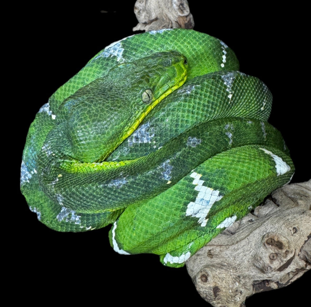 2 Year Captive Emerald Tree Boa Male!