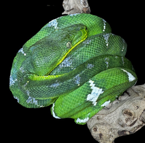 2 Year Captive Emerald Tree Boa Male!