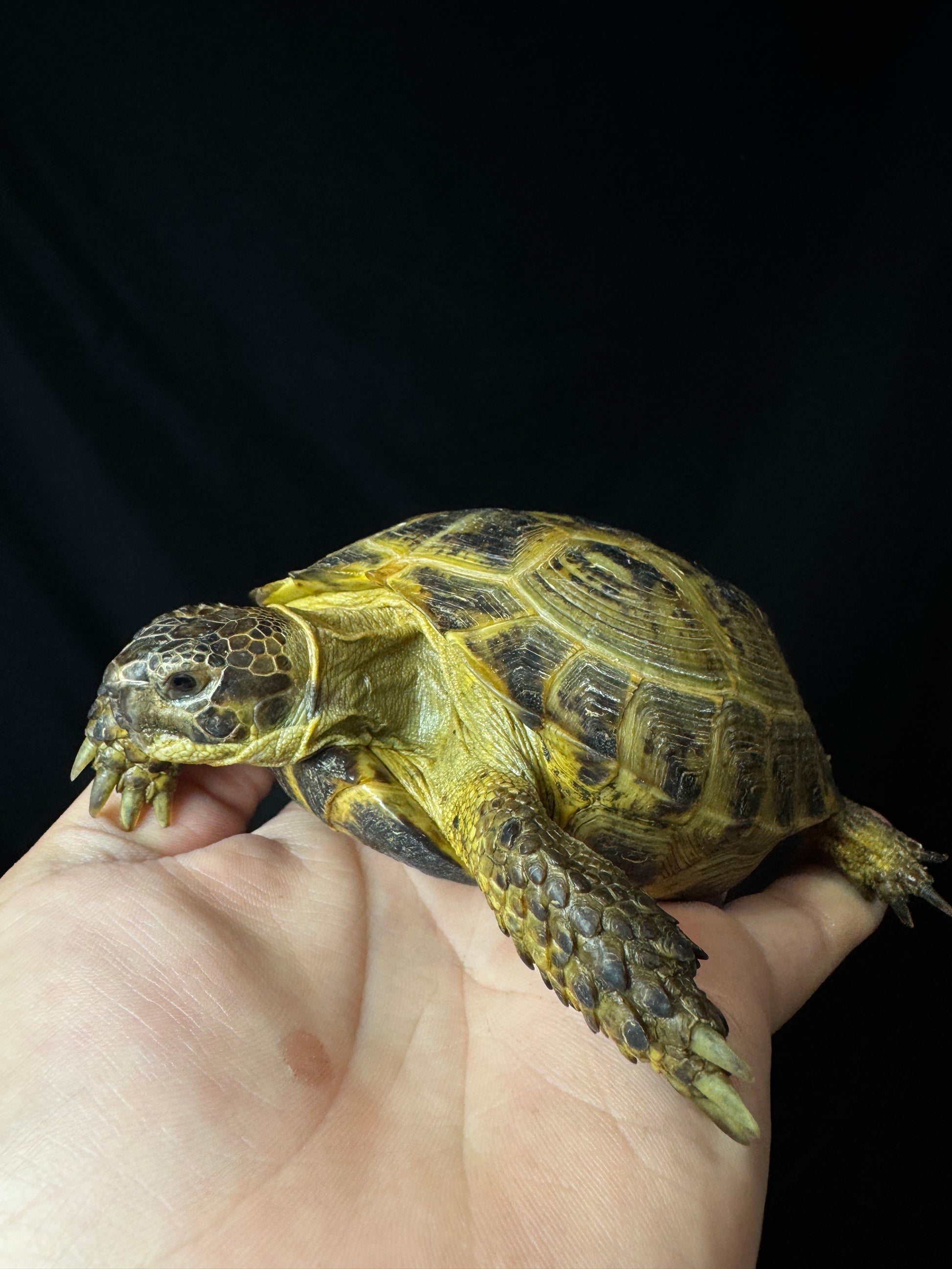 Exact Russian Tortoise Female #1