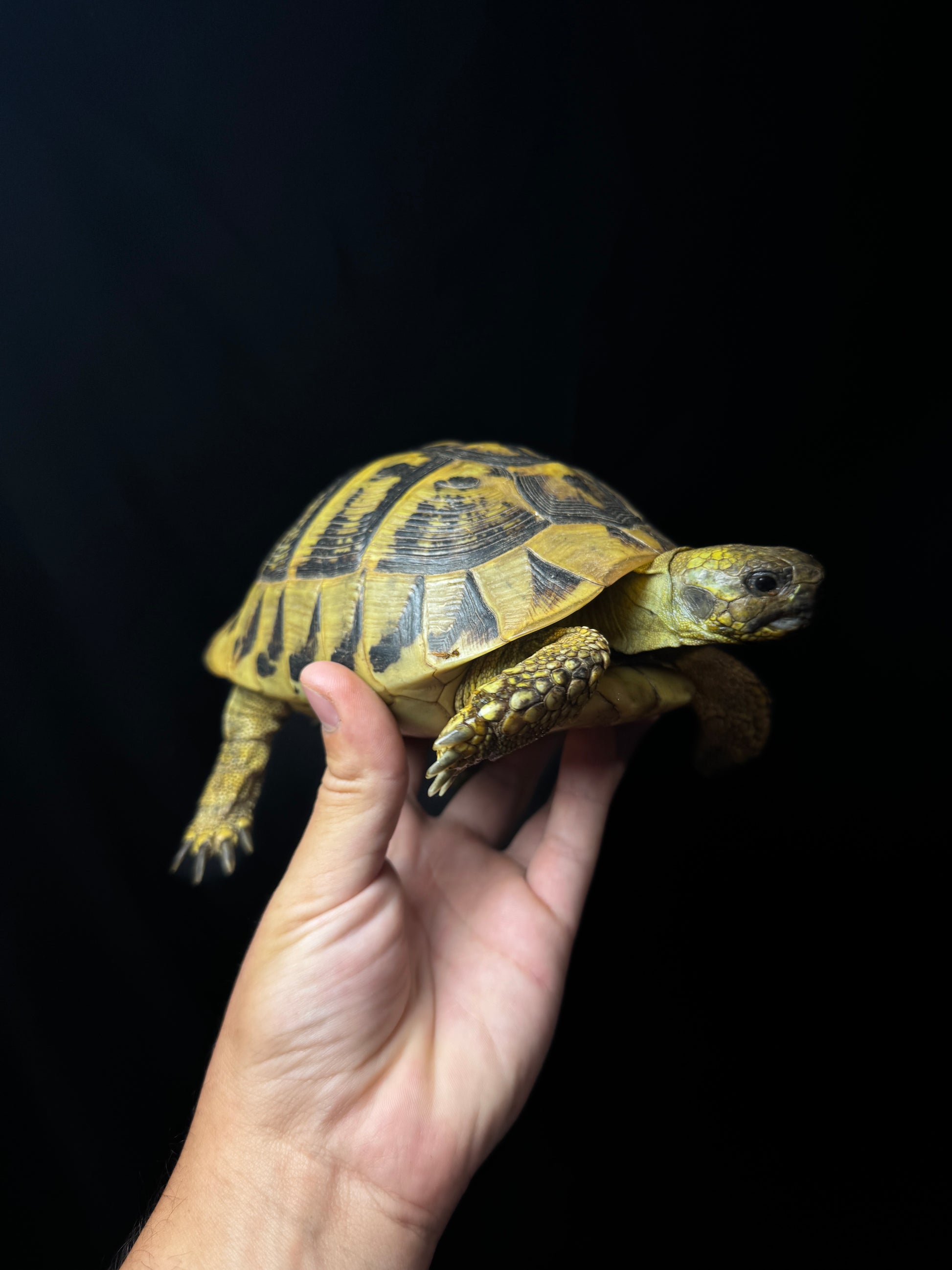 CB Exact Female Hermann’s Tortoise #6