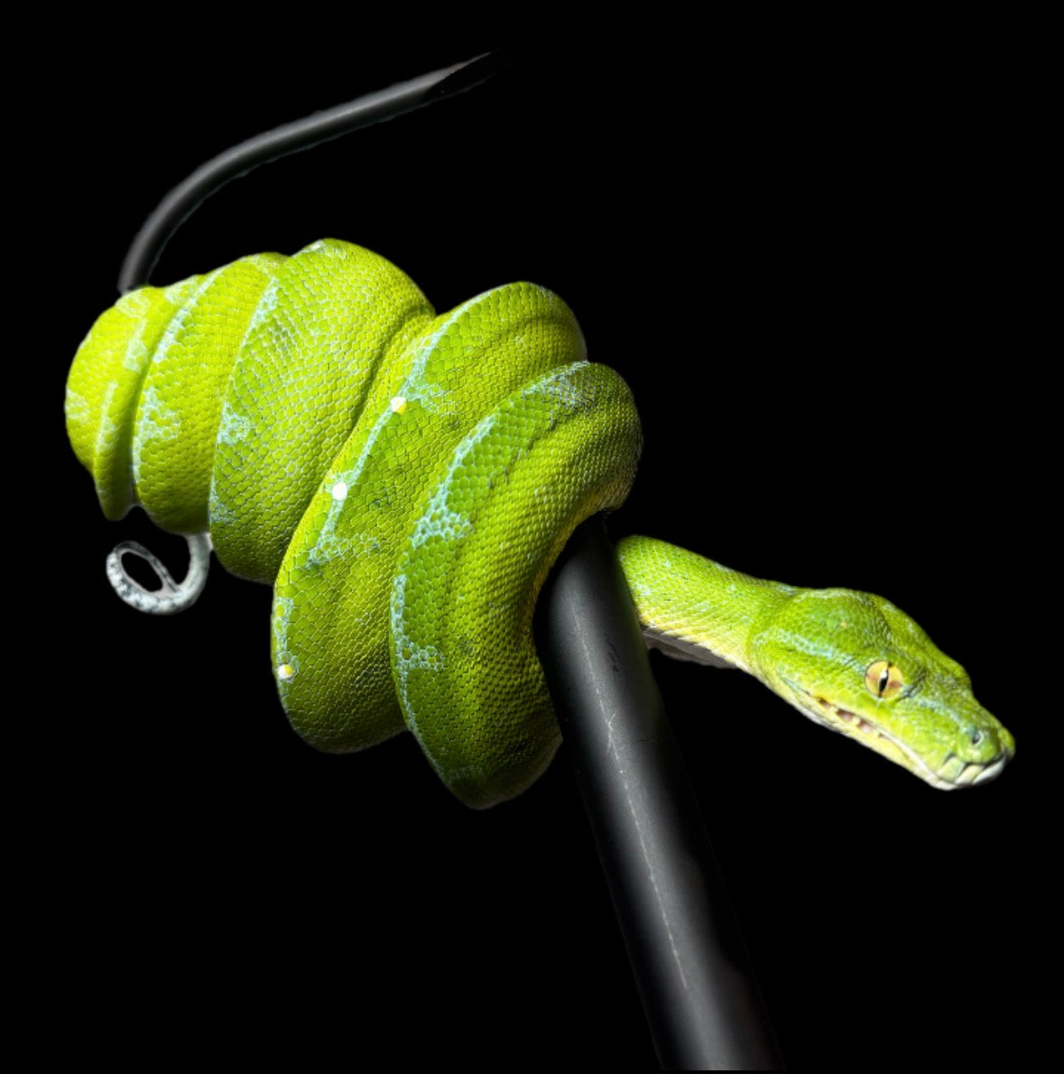 Female Mankokwari Green Tree Python