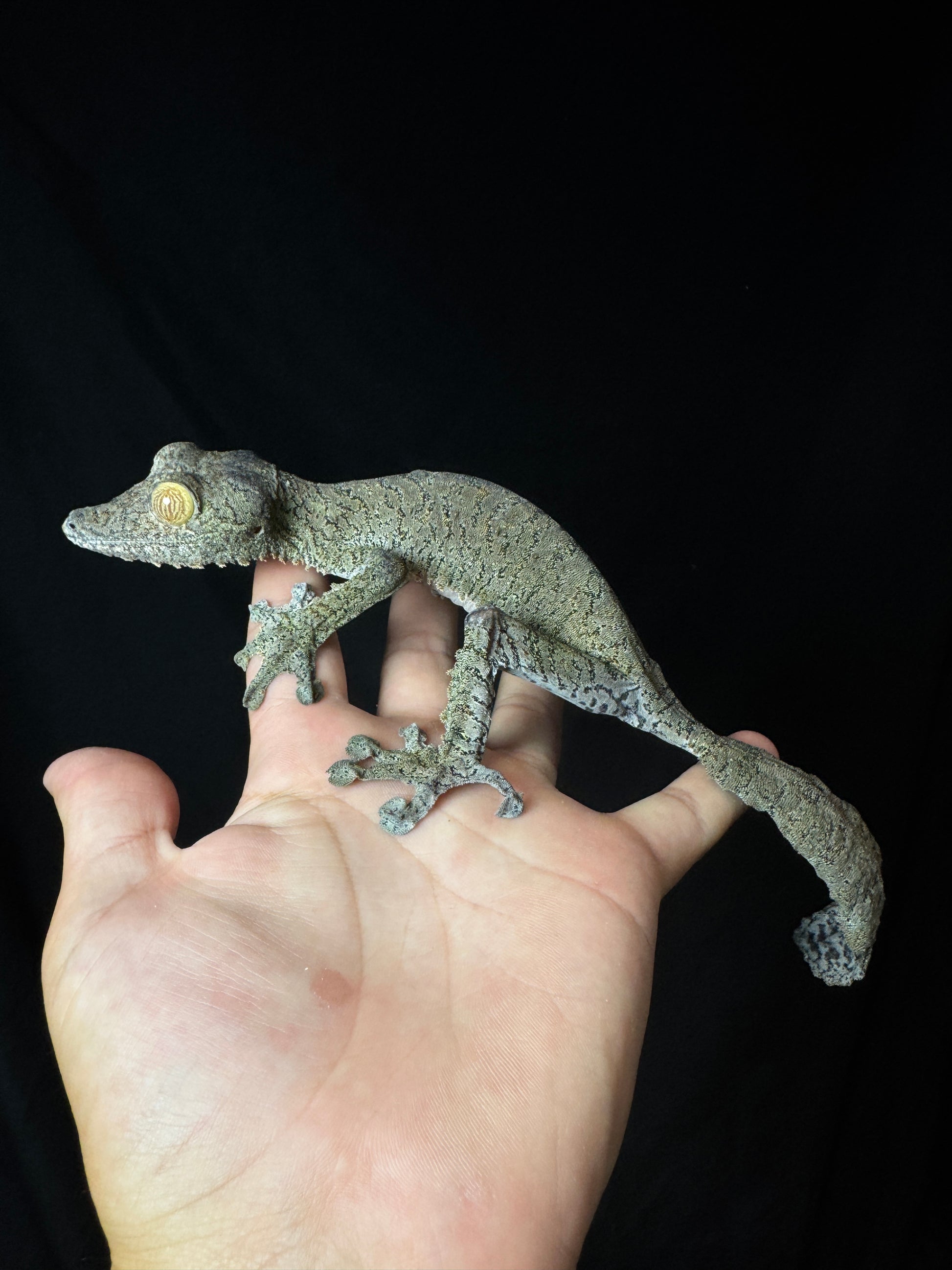GIANT Female Fimbriatus #1