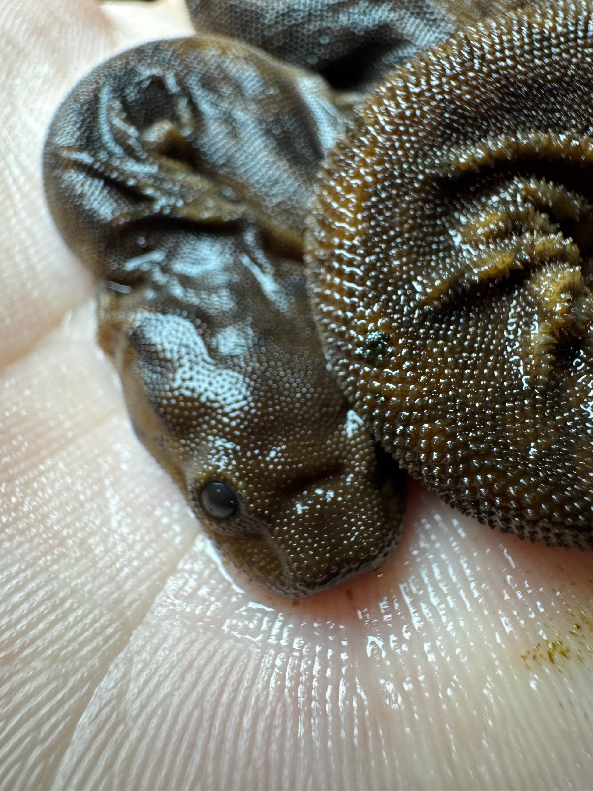 #1 Elephant Trunk Snake!