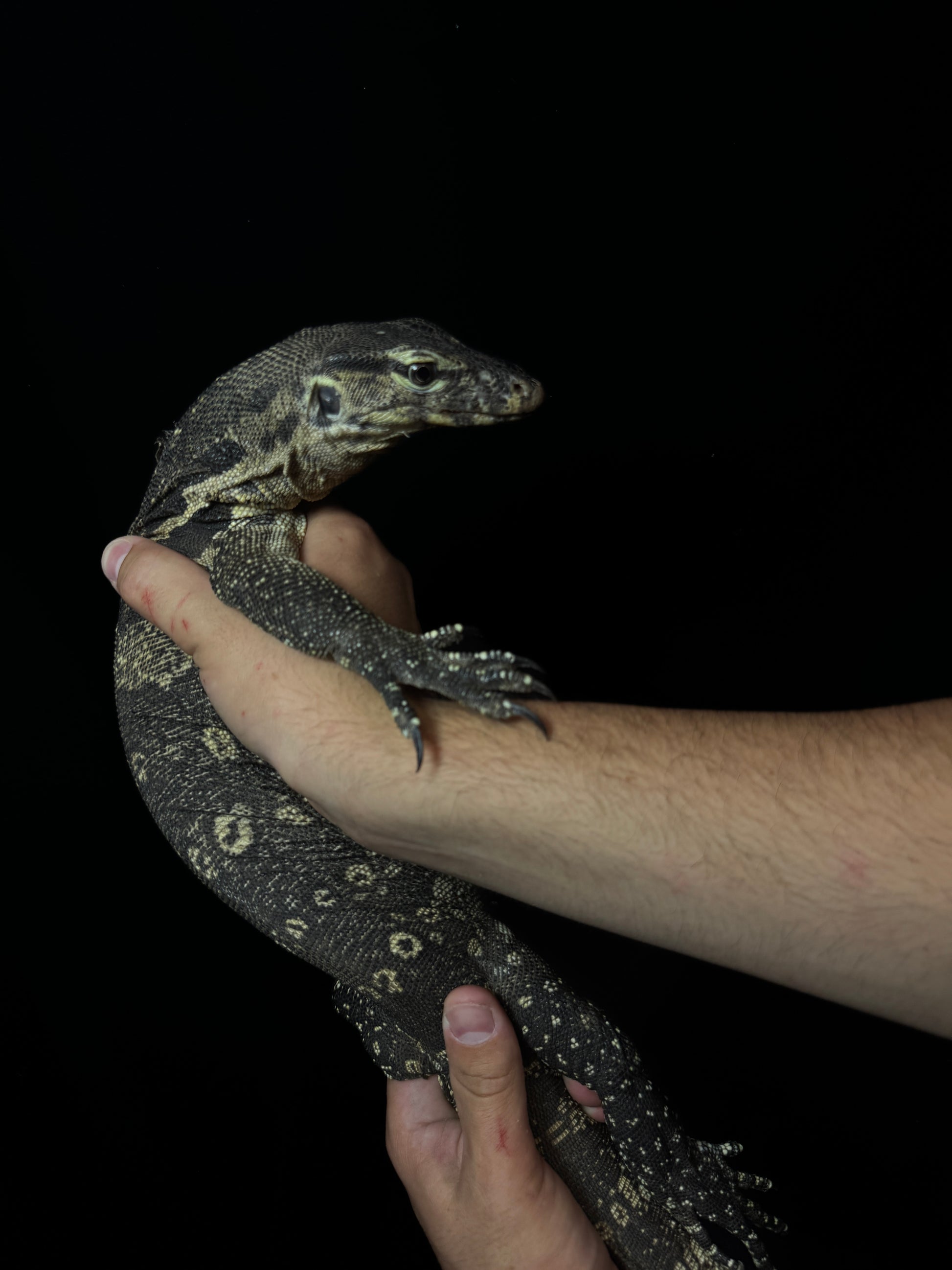 Asian Water Monitor!