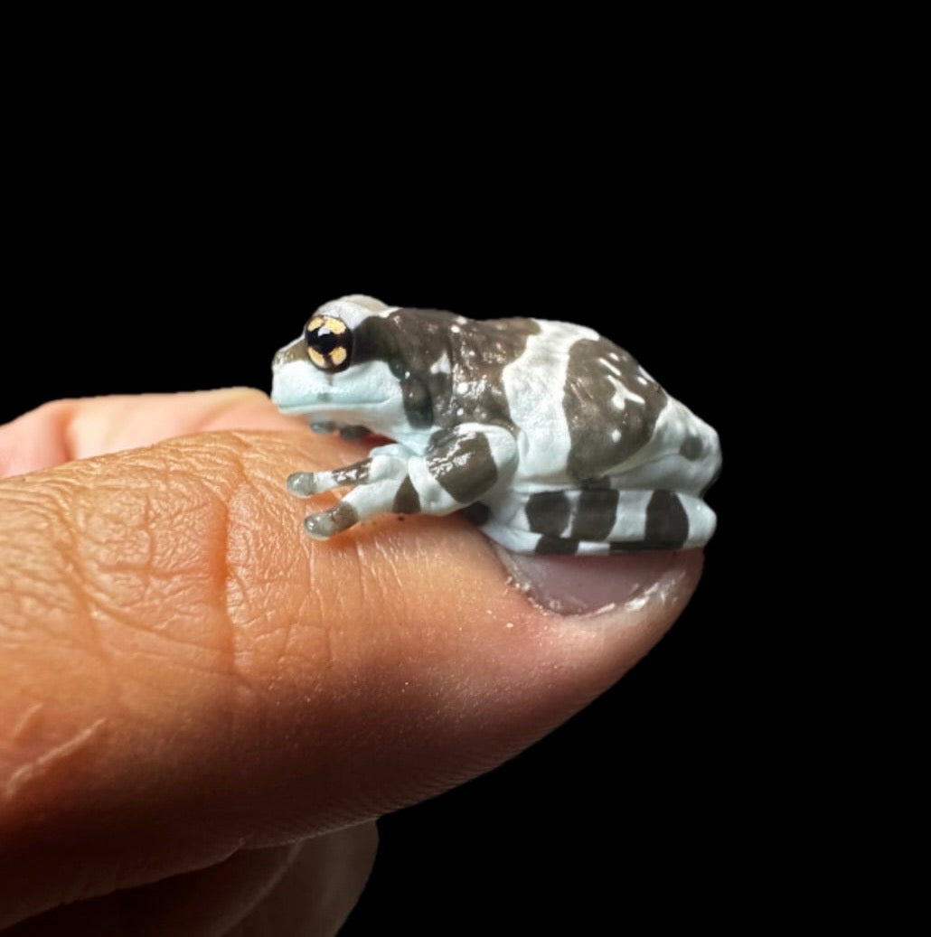 USA CB Baby Milk Frogs!