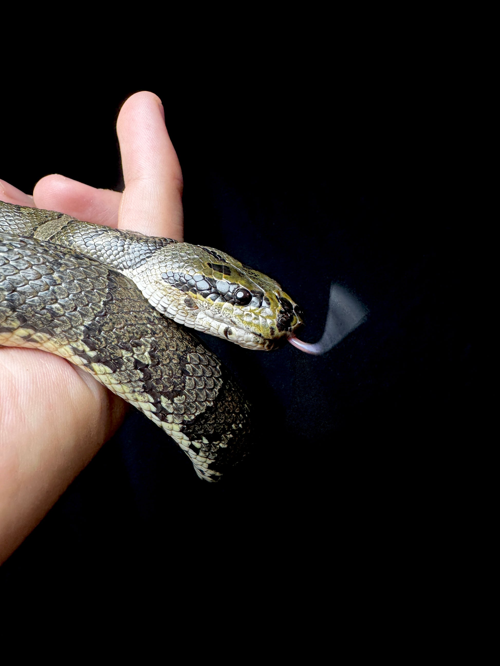#1 Puff Faced Swamp Snake