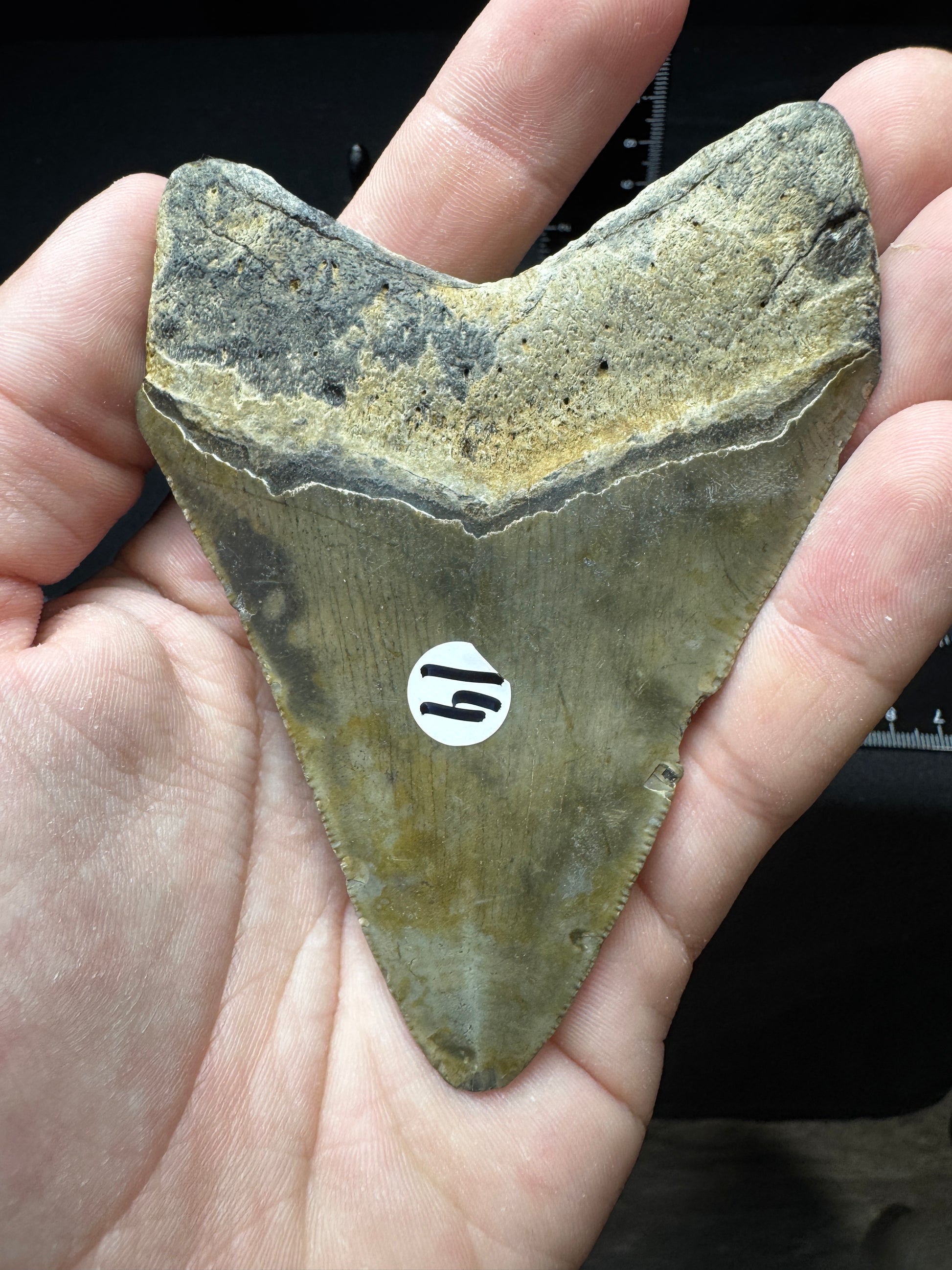 #14 3.9” Meg Tooth