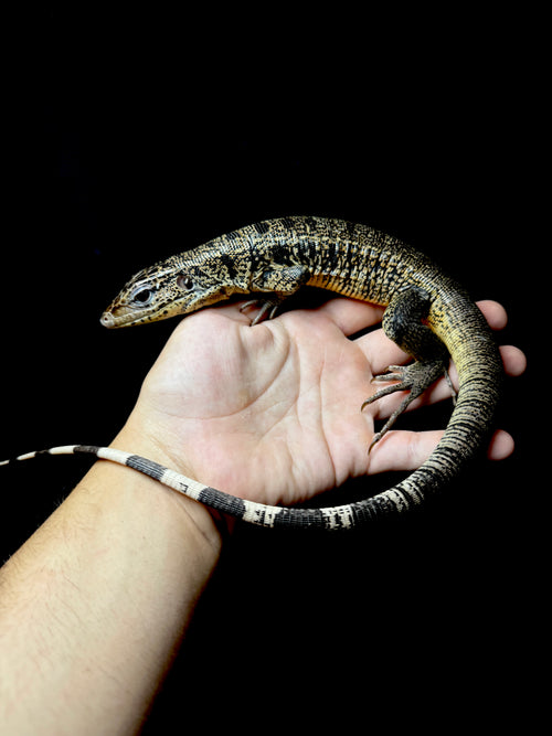 #1 Golden Tegu